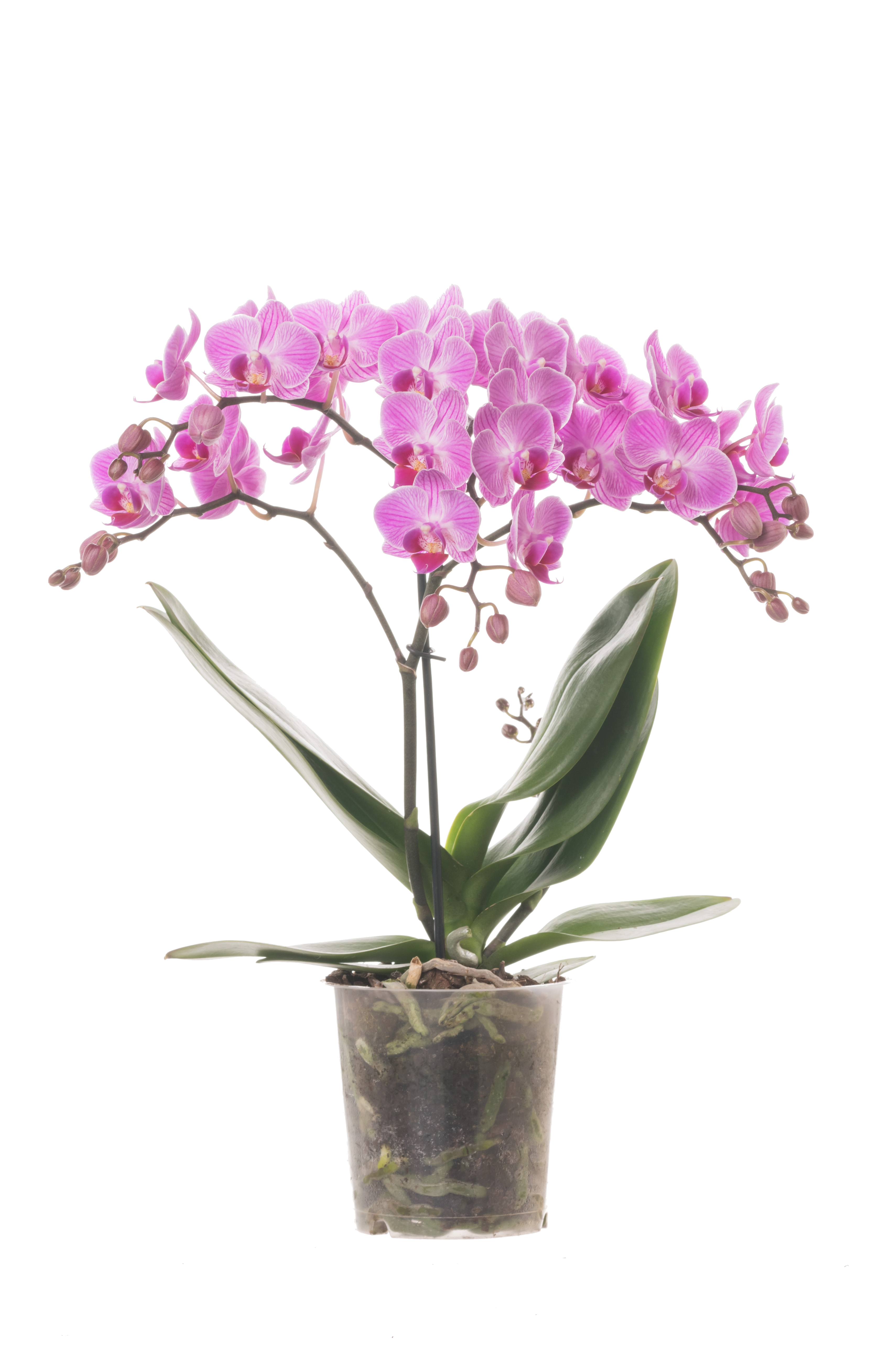 Storczyk Falenopsis 1 pęd 40-50 cm