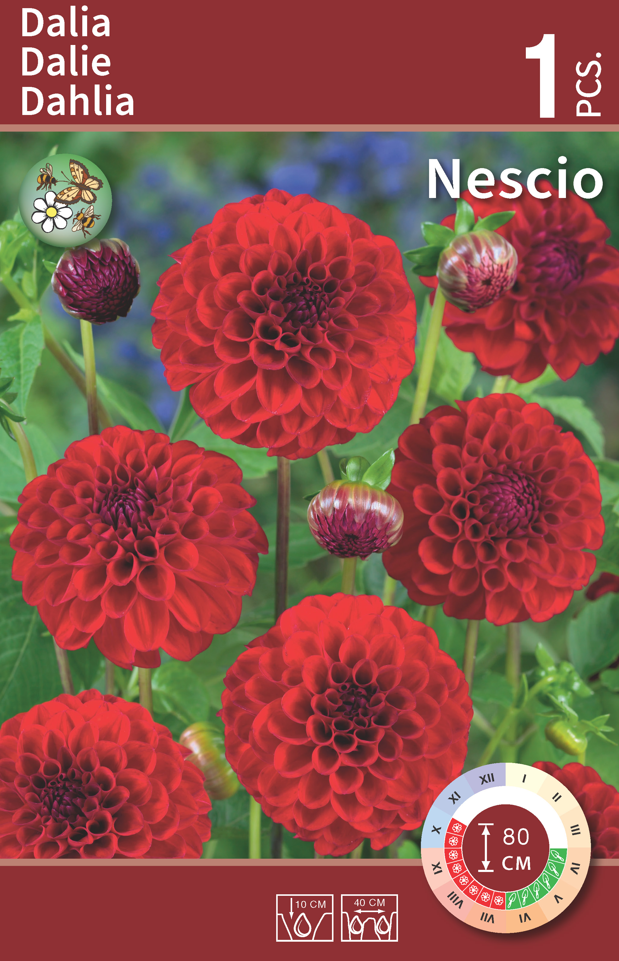 Dalia pomponowa Nescio 1.szt. cebulki kwiatów