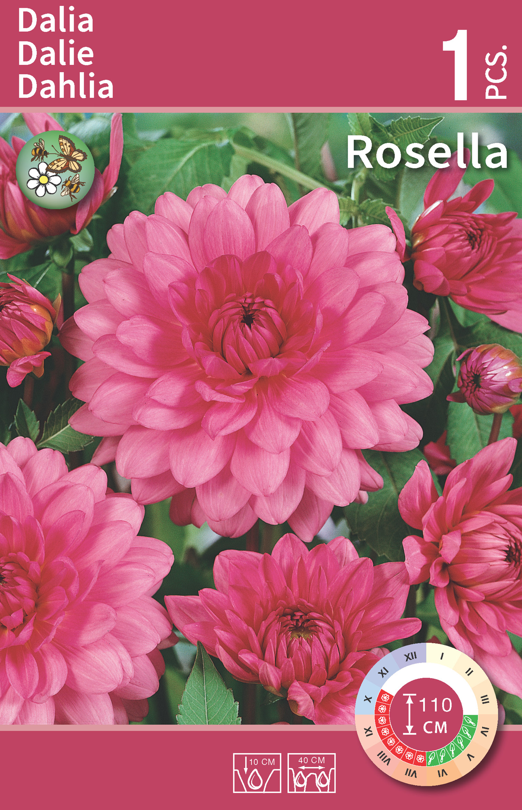 Dalia dekoracyjna Rosella 1szt. cebulki kwiatów