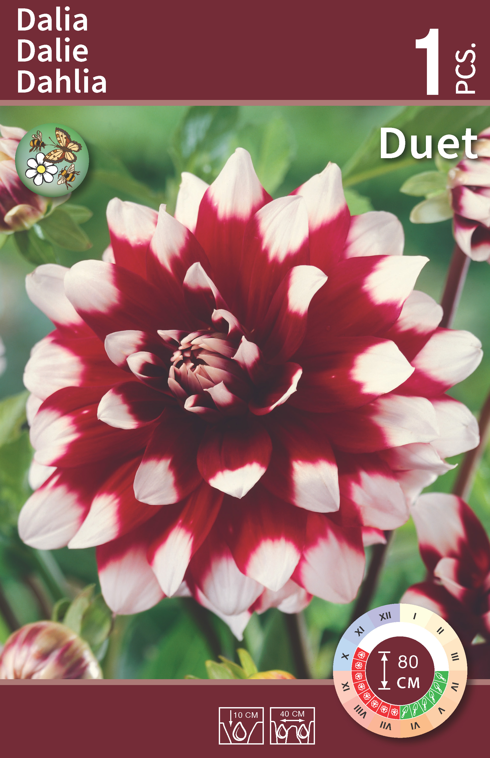 Dalia dekoracyjna Duet 1szt. cebulki kwiatów