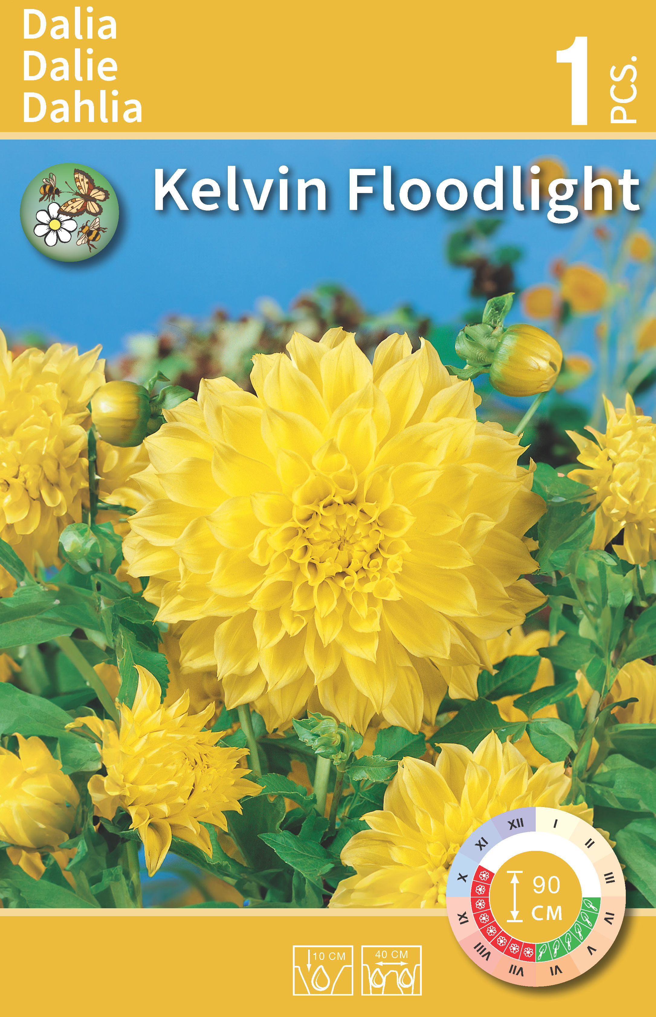 Dalia dekoracyjna Kelvin Floodlight 1szt. cebulki kwiatów