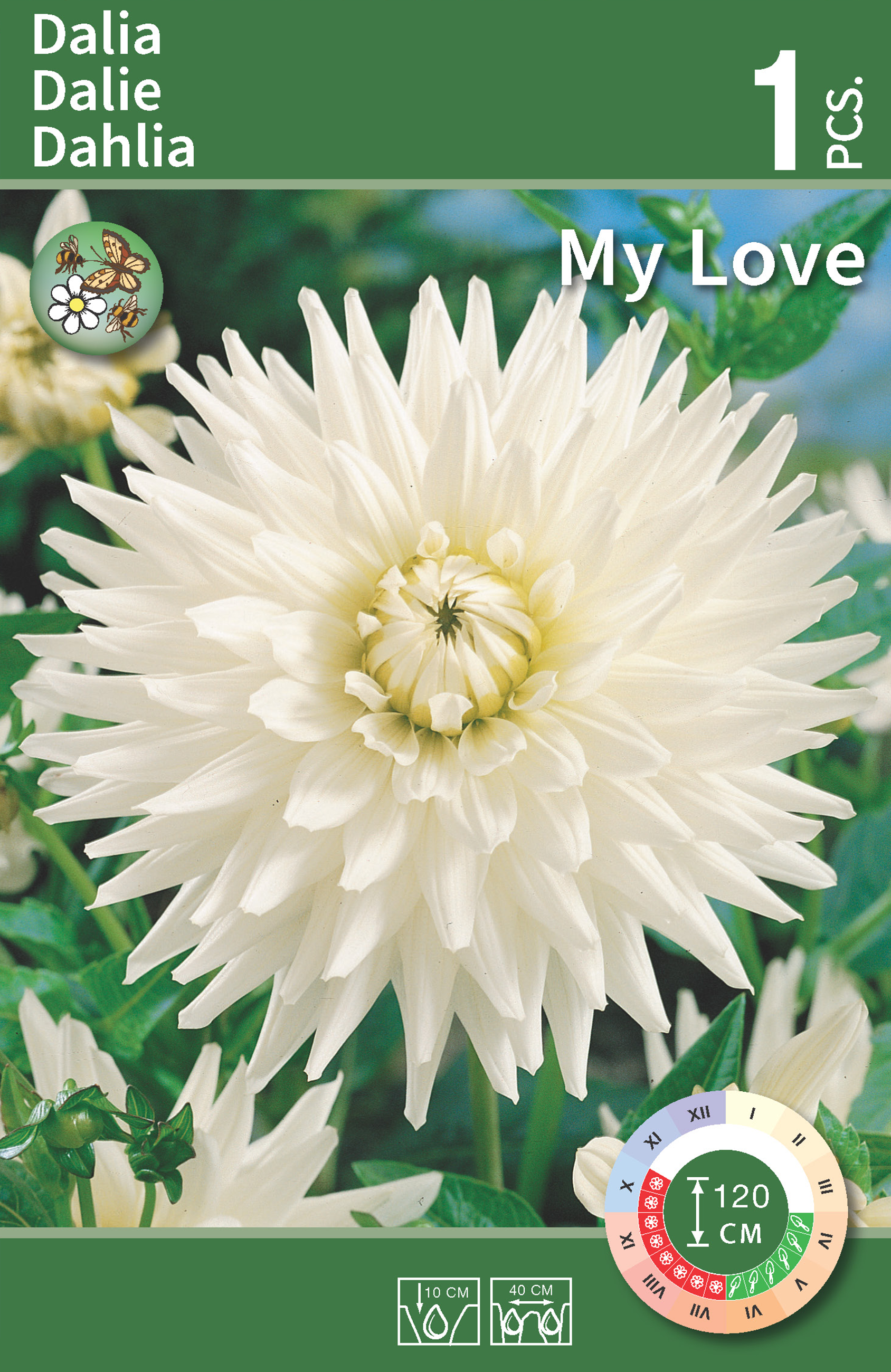 Dalia My Love 1szt. cebulki kwiatów