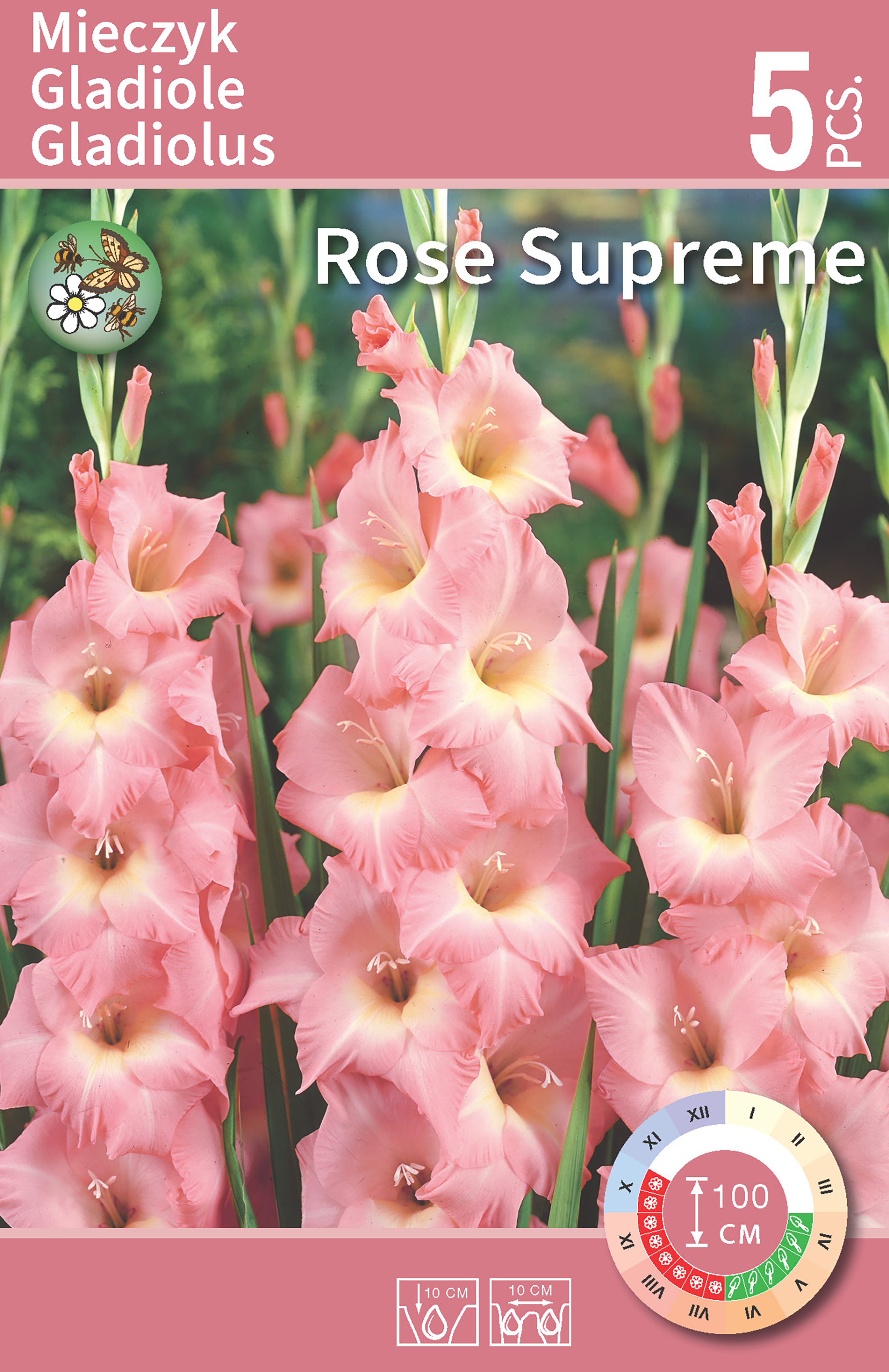 Gladiolus Pink - Rose Surpreme