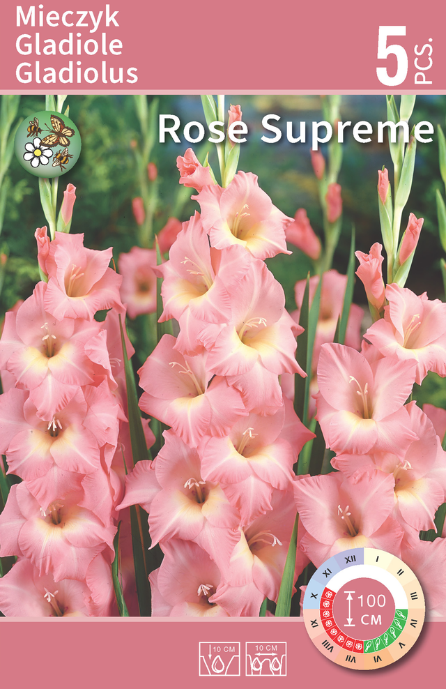 Mieczyk Rose Supreme 5szt. cebulki kwiatów