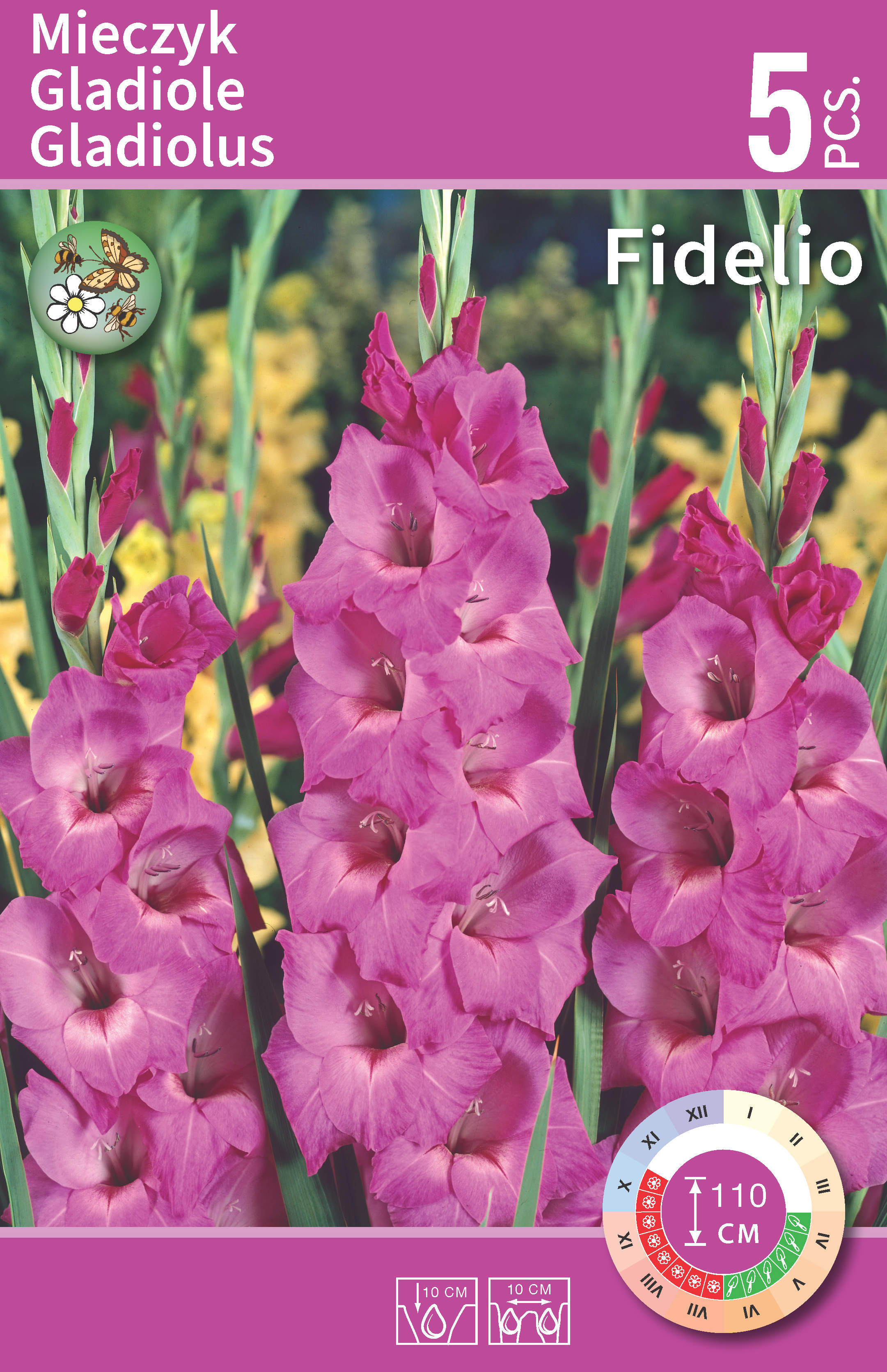 Gladiolus Blue - Fidelio