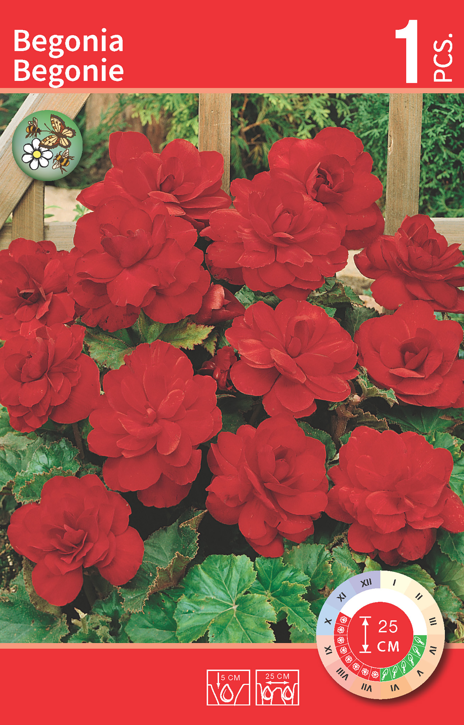 Begonia pełna czerwona 1szt. cebulki kwiatów