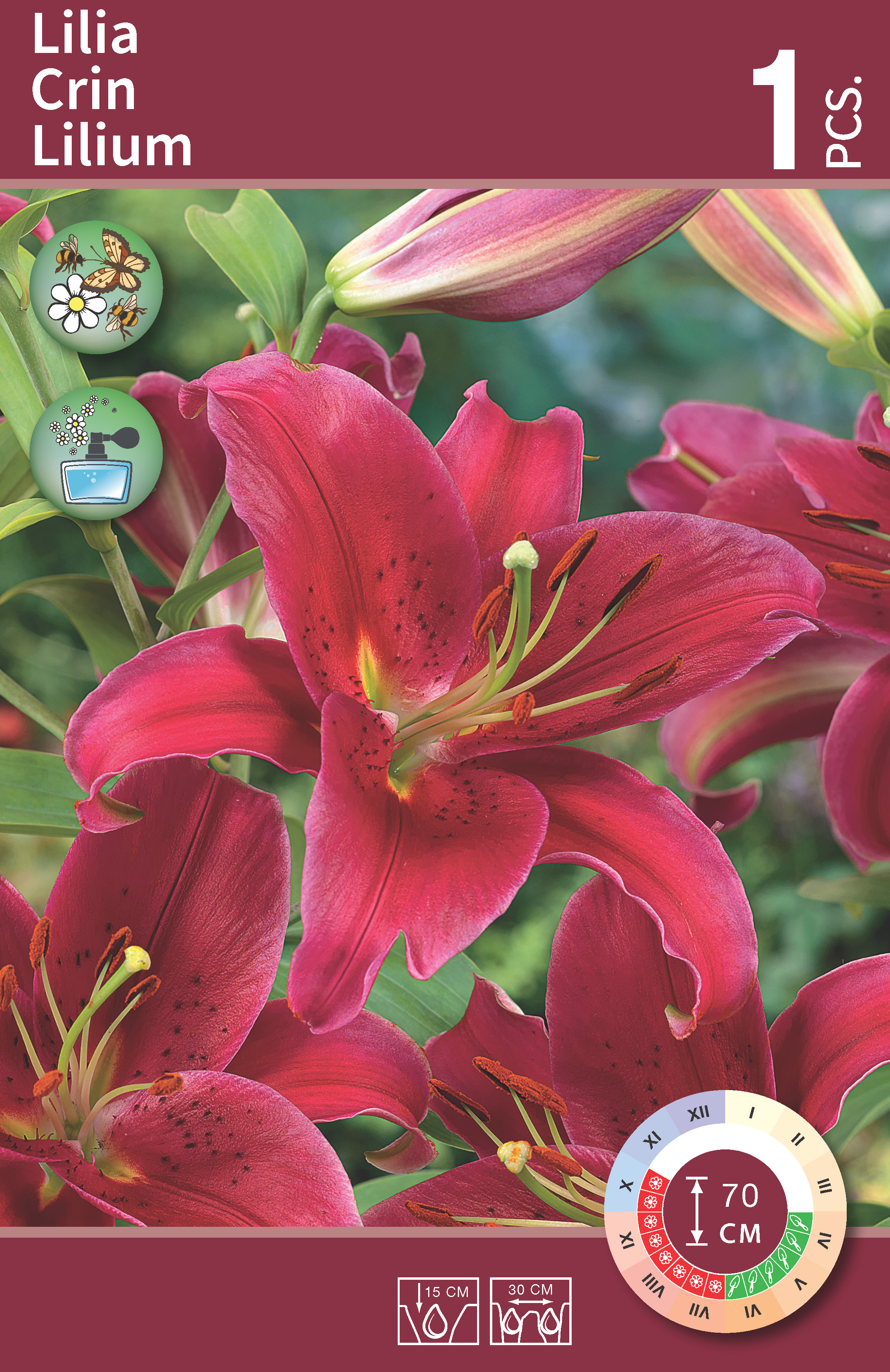 Lilium Red