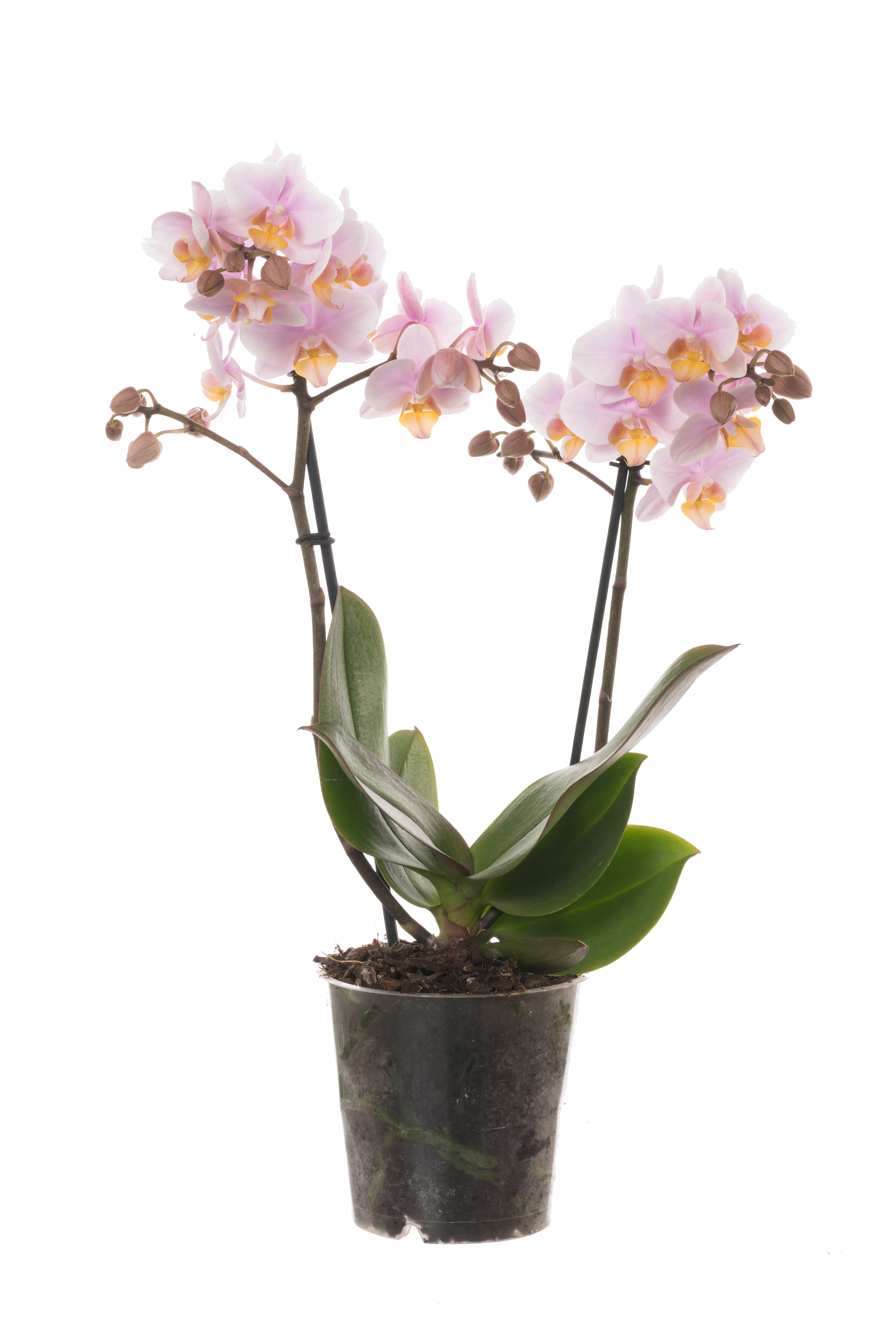 Storczyk Falenopsis 2 pędy 40-50 cm