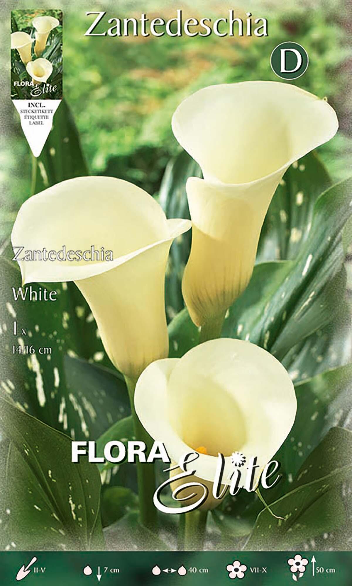 Calla blanca 14/16 elite 1 unidad - 2