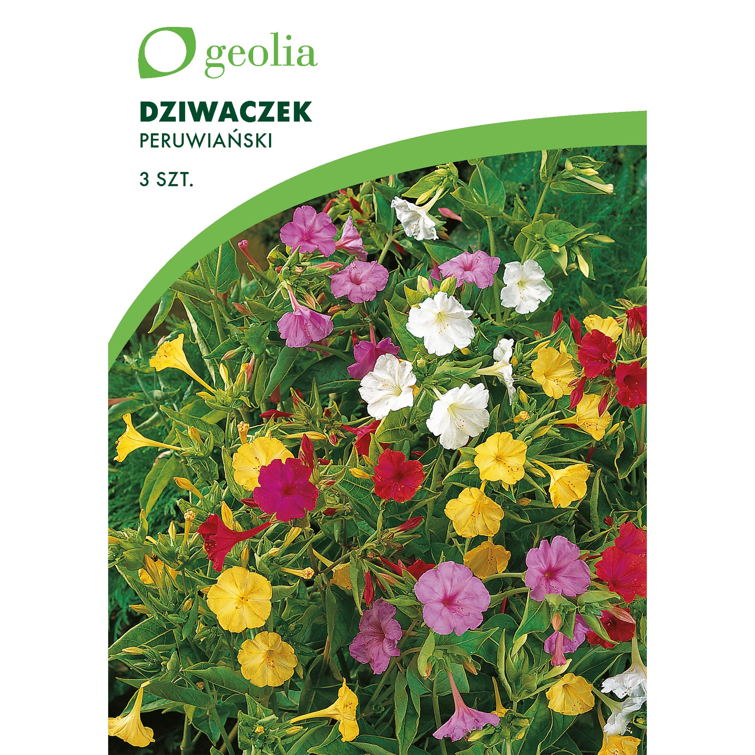 Dziwaczek peruwiański 3szt. cebulki kwiatów Geolia