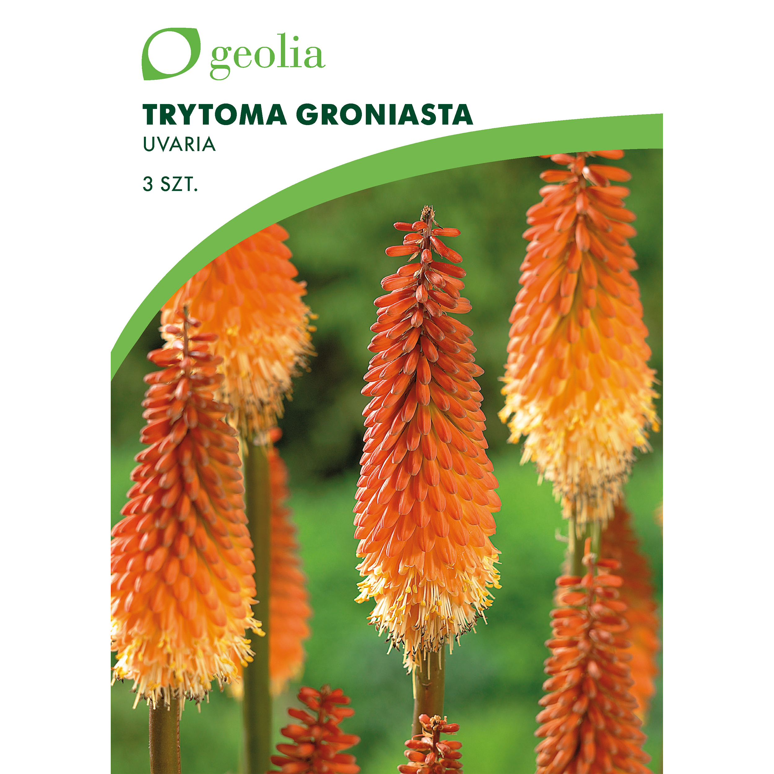 Trytoma groniasta 3szt. cebulki kwiatów Geolia
