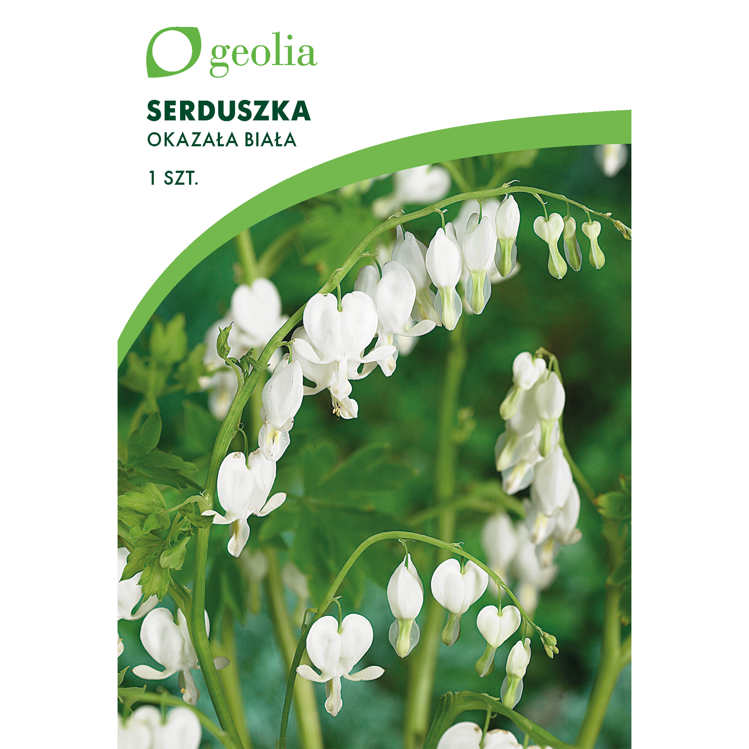 Serduszka okazała Alba 1szt. cebulki kwiatów Geolia