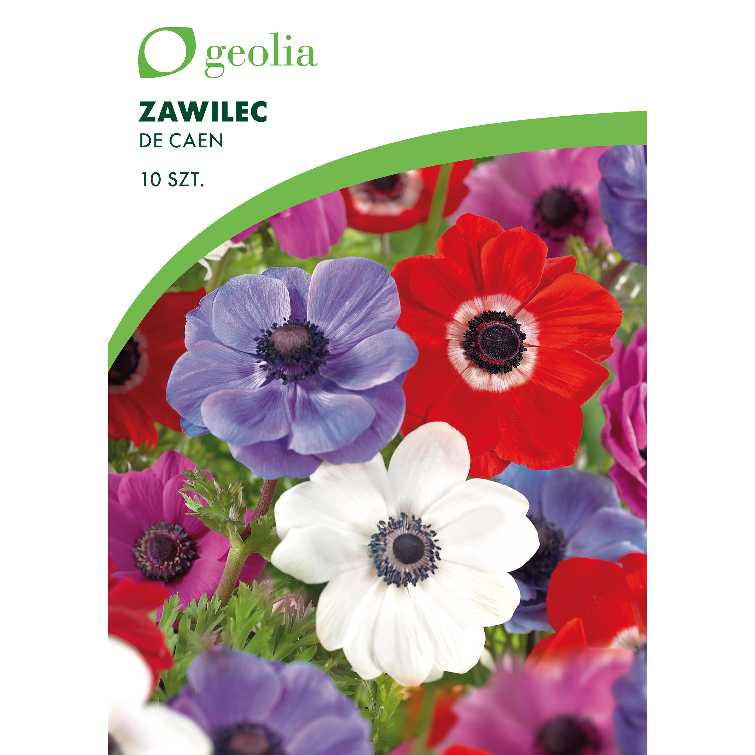 Zawilec De Caen 10szt. cebulki kwiatów Geolia