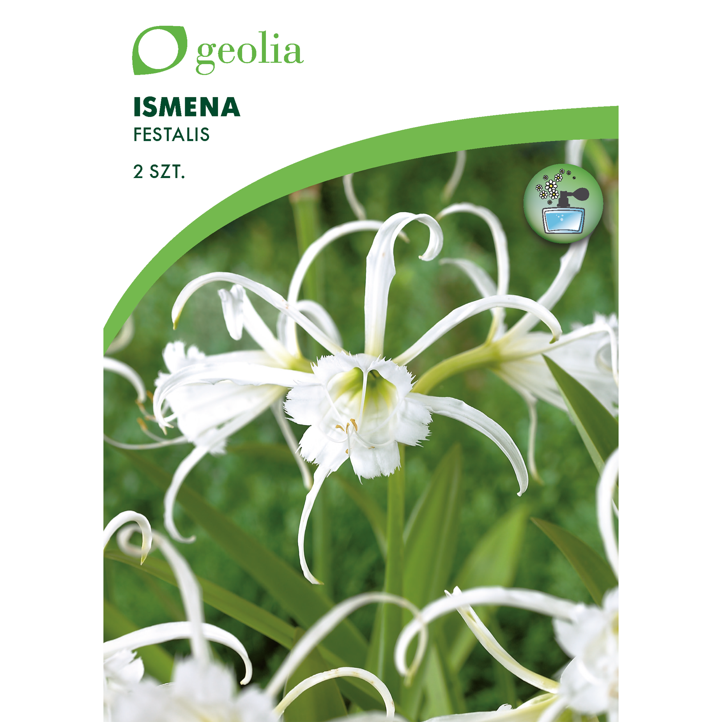 Ismena Festalis 2szt. cebulki kwiatów Geolia