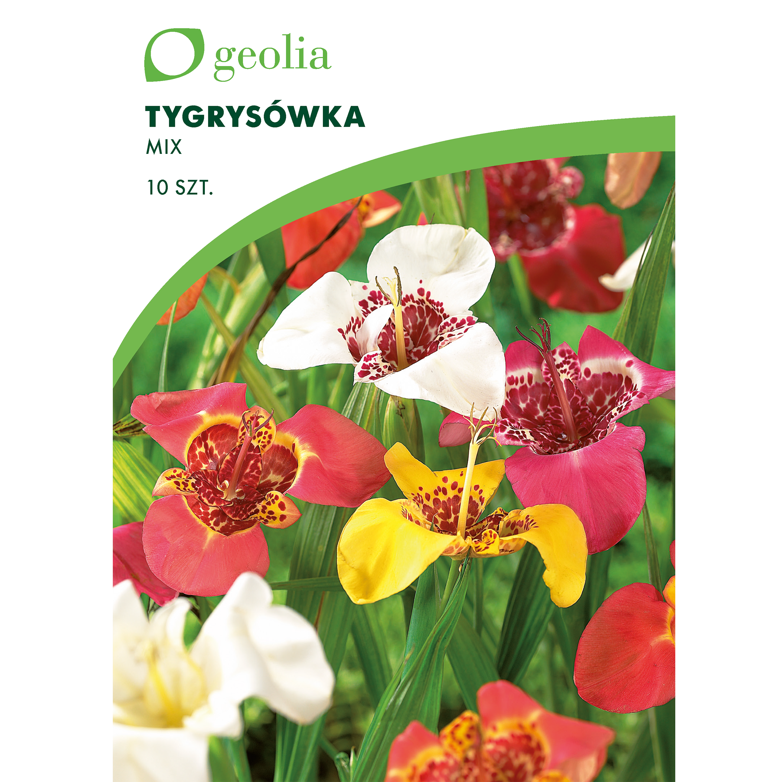 Tygrysówka pawia mix 10szt. cebulki kwiatów Geolia