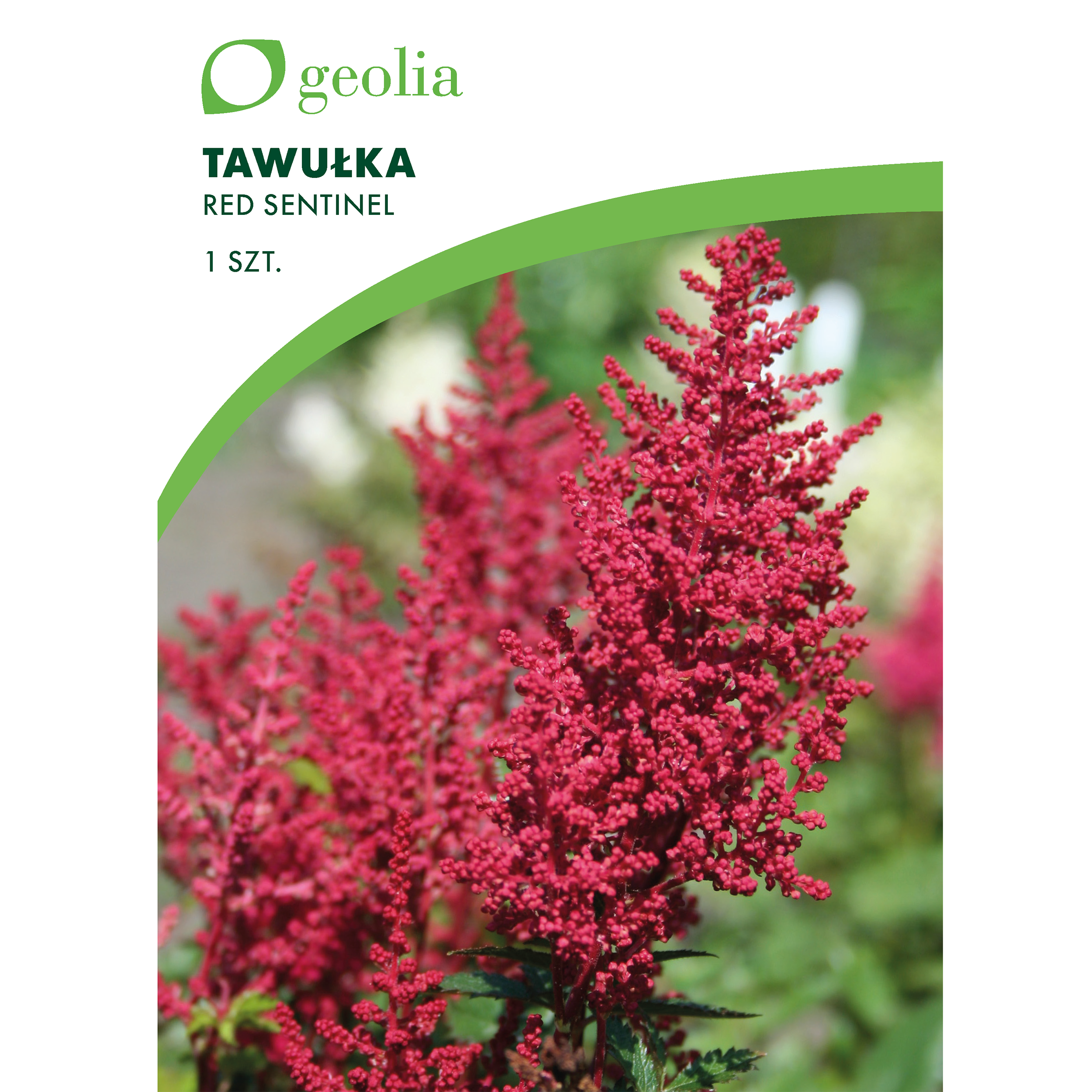 Tawułka Red sentinel 1szt. cebulki kwiatów Geolia