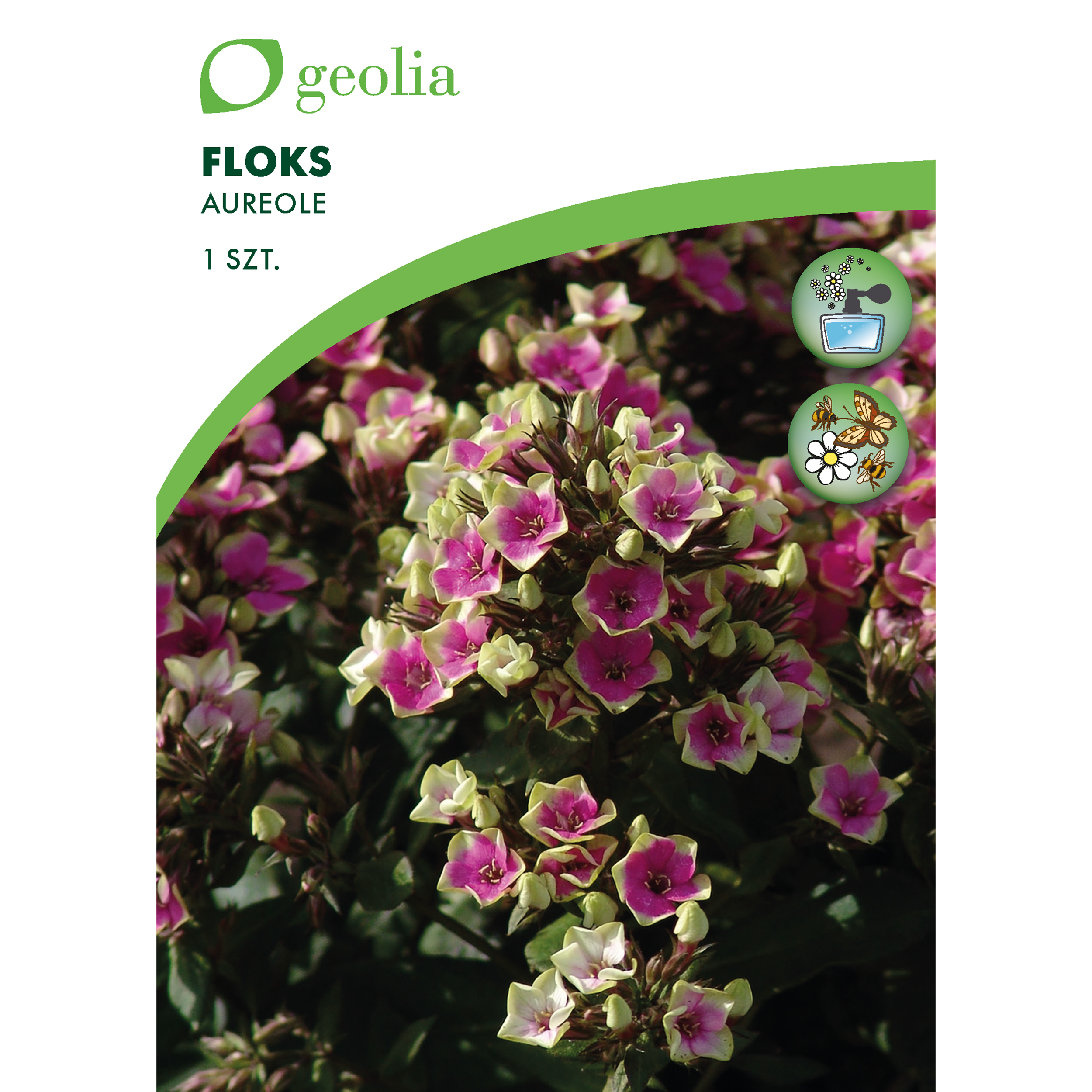 Floks wiechowaty Aureole 1szt. cebulki kwiatów Geolia