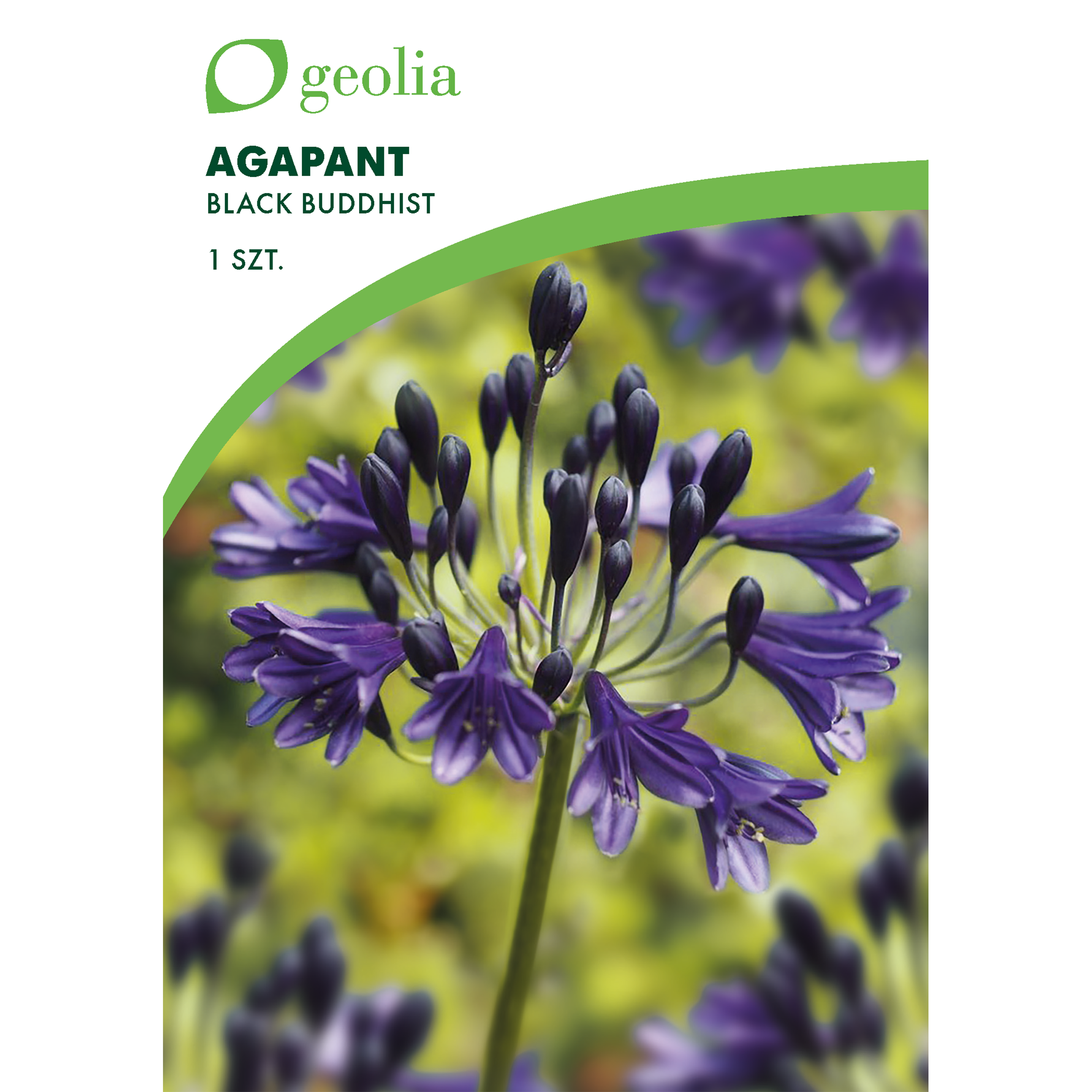 Agapant Black Buddhist 1 szt. cebulki kwiatów Geolia