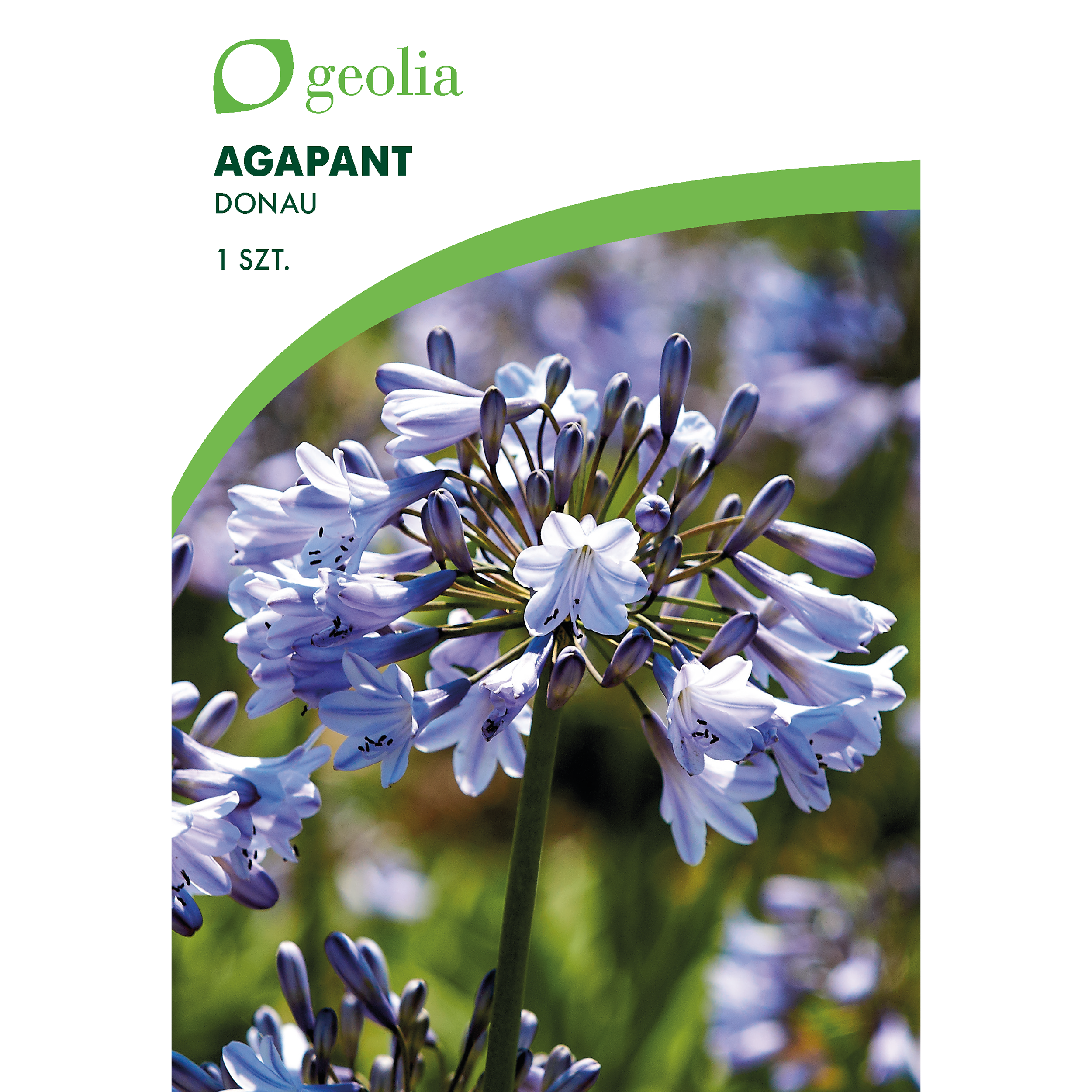 Agapant Donau 1 szt. cebulki kwiatów Geolia