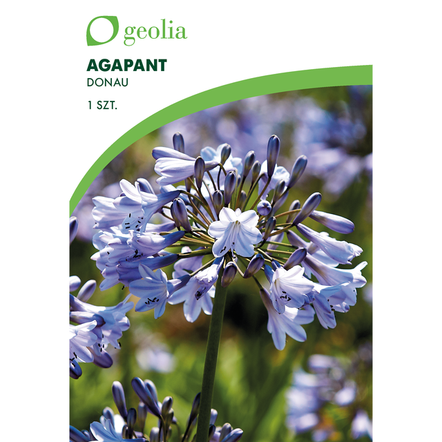 Agapant Donau 1 szt. cebulki kwiatów Geolia