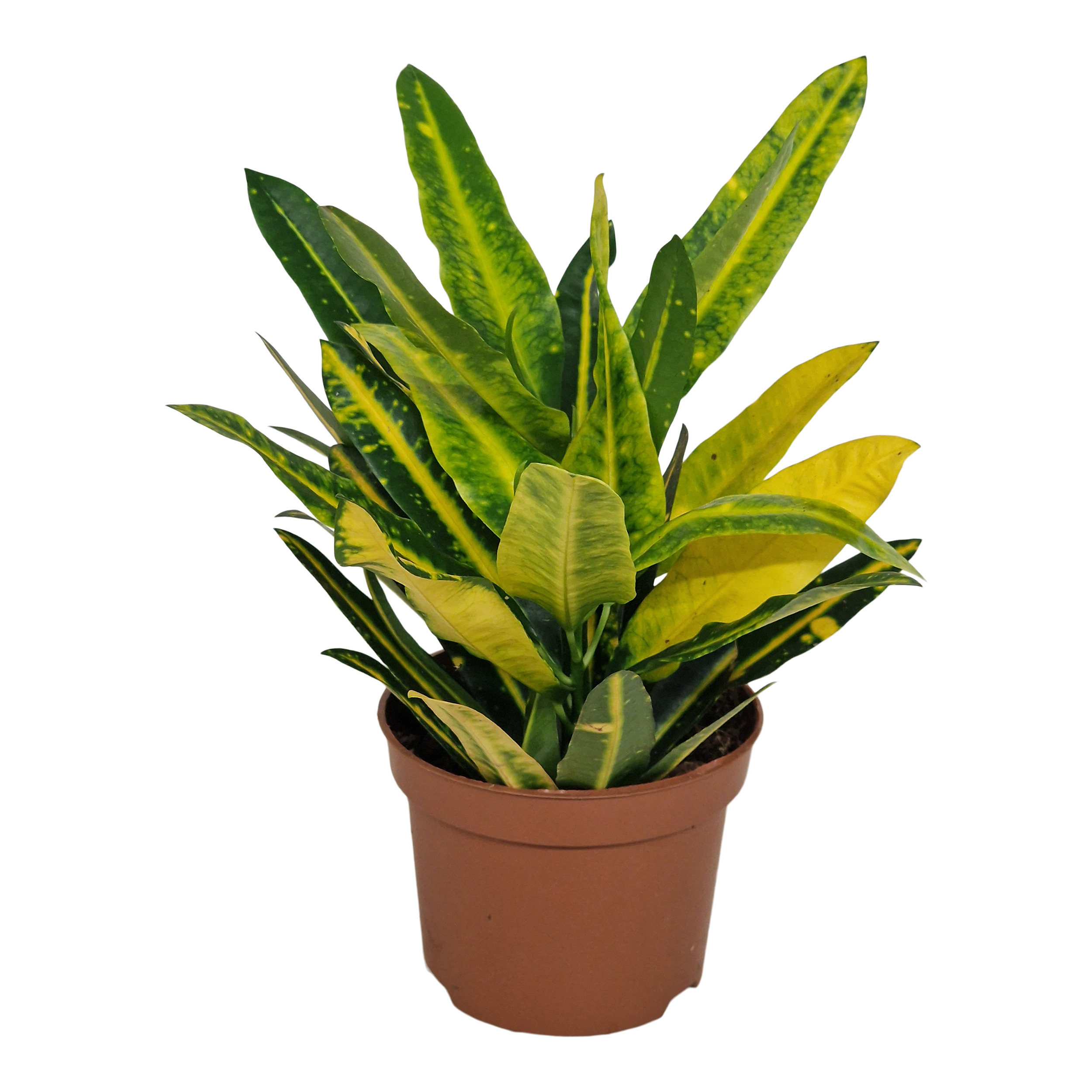 Kroton Sunny Star 30 cm