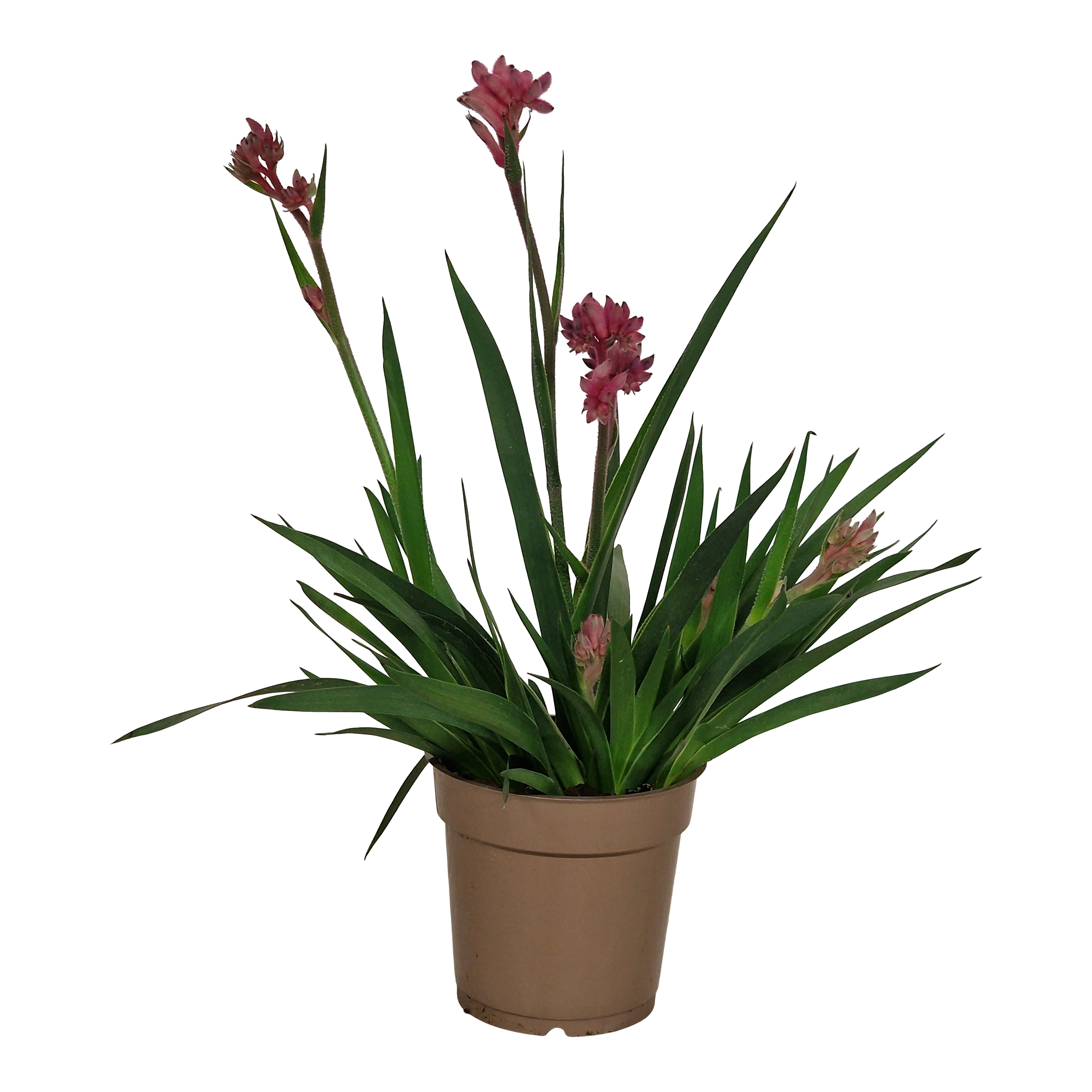 Anigozantos Kangurza łapa 40 cm