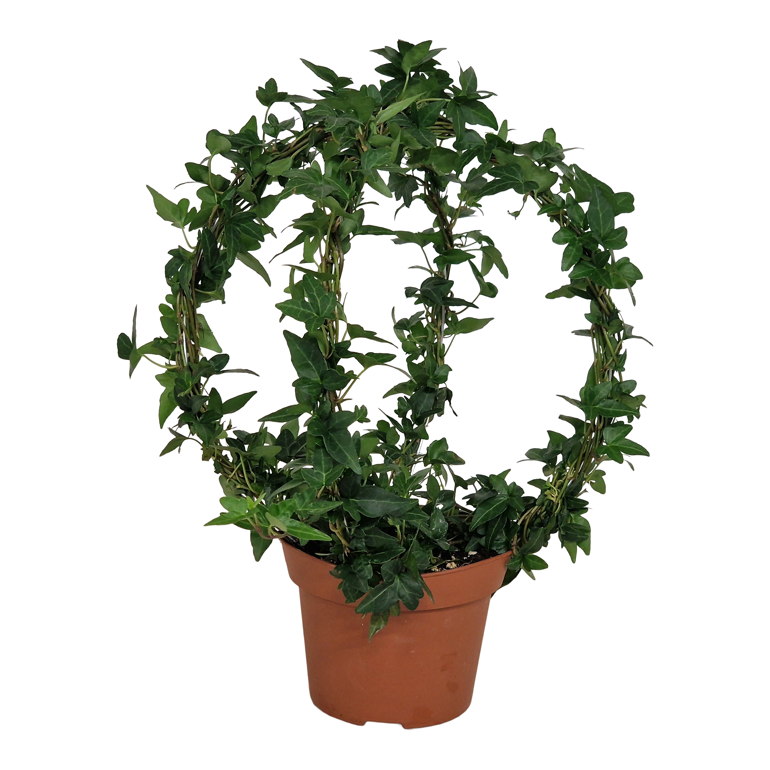 Hedera Okrągła bluszcz 30-35 cm