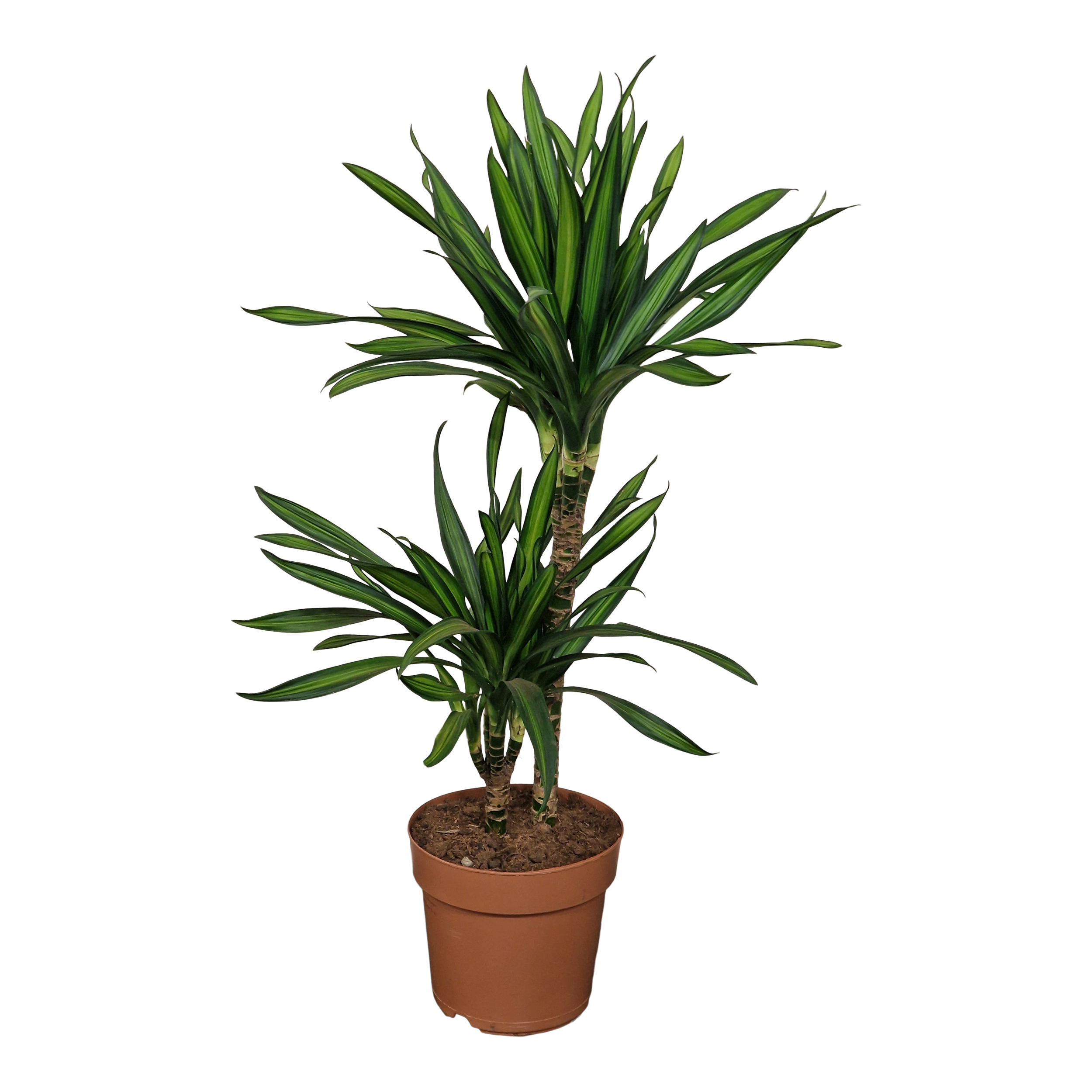 Dracena Rikii 75 cm