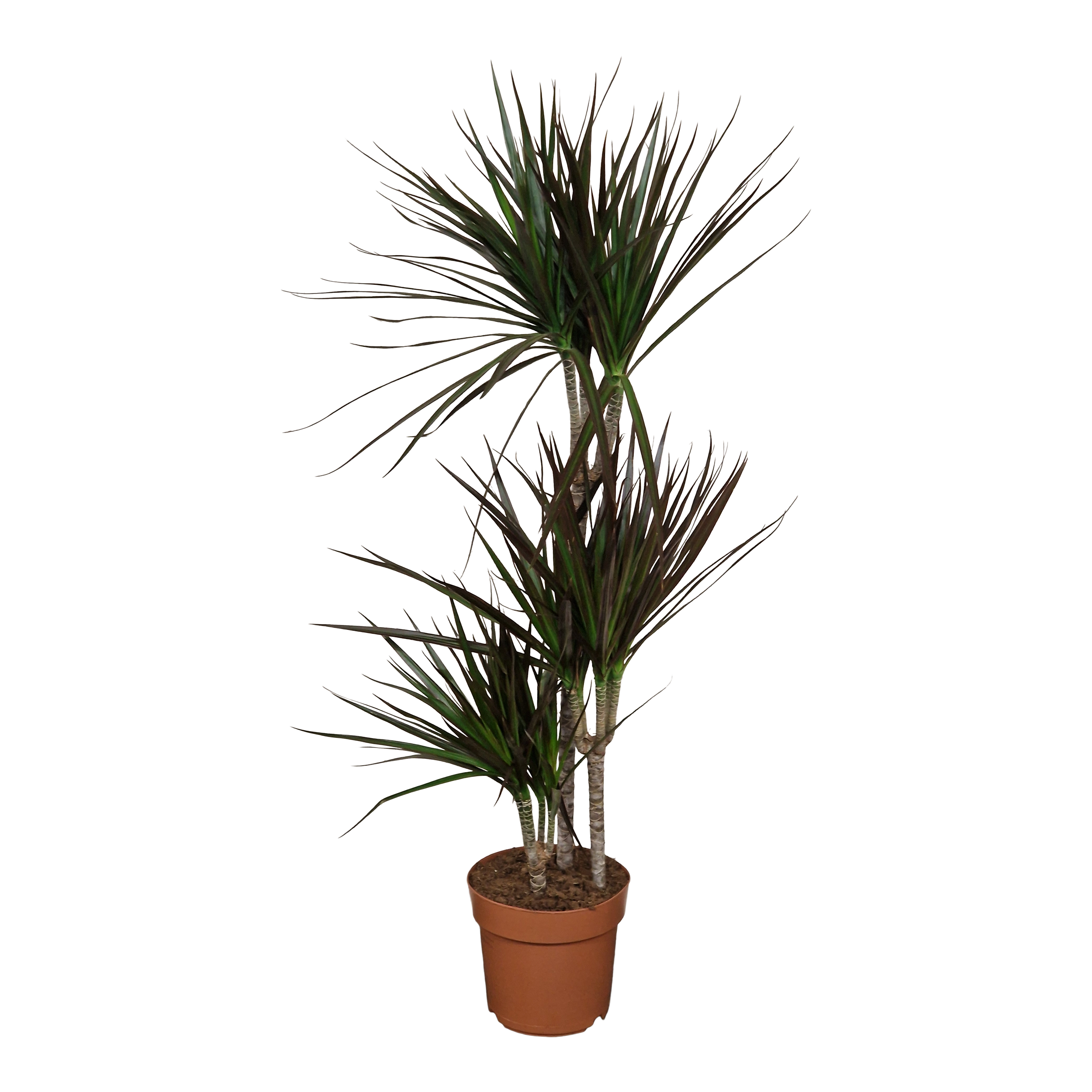 Dracena Magenta 120 cm