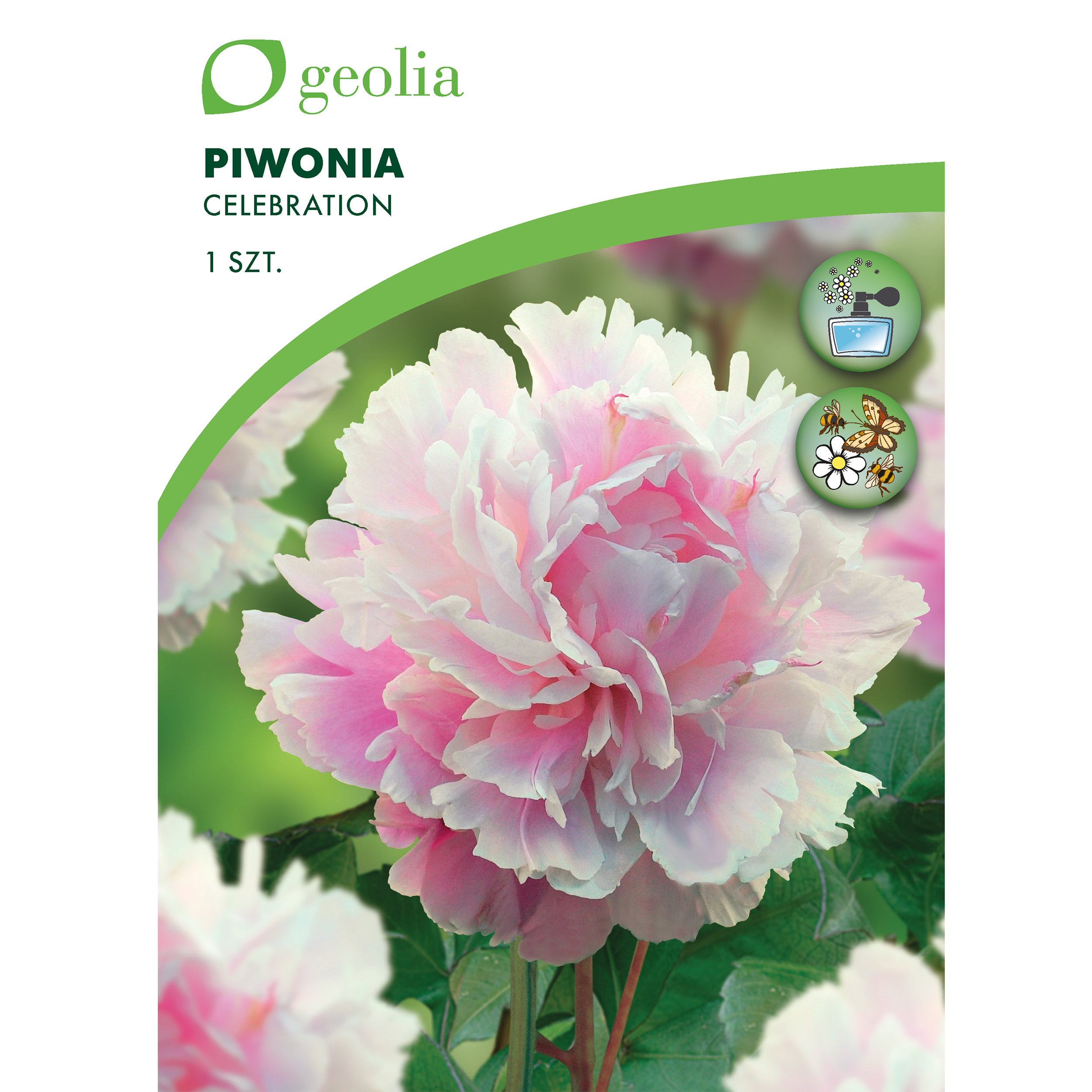 Piwonia Celebration 1szt. cebulki kwiatów Geolia