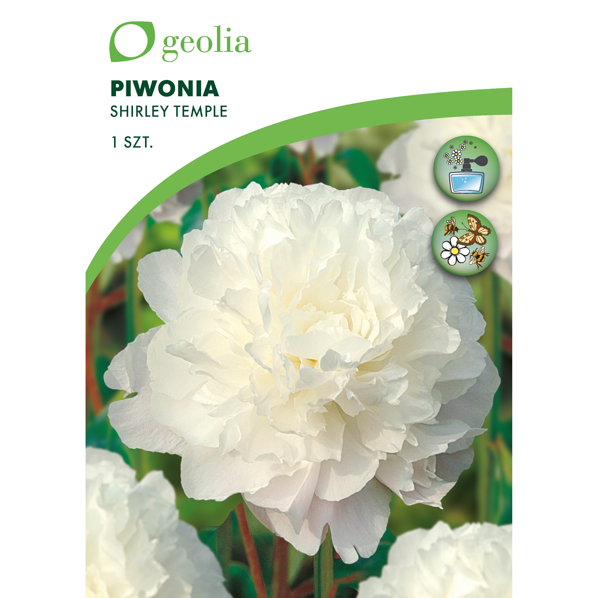 Piwonia Shirley temple 1szt. cebulki kwiatów Geolia