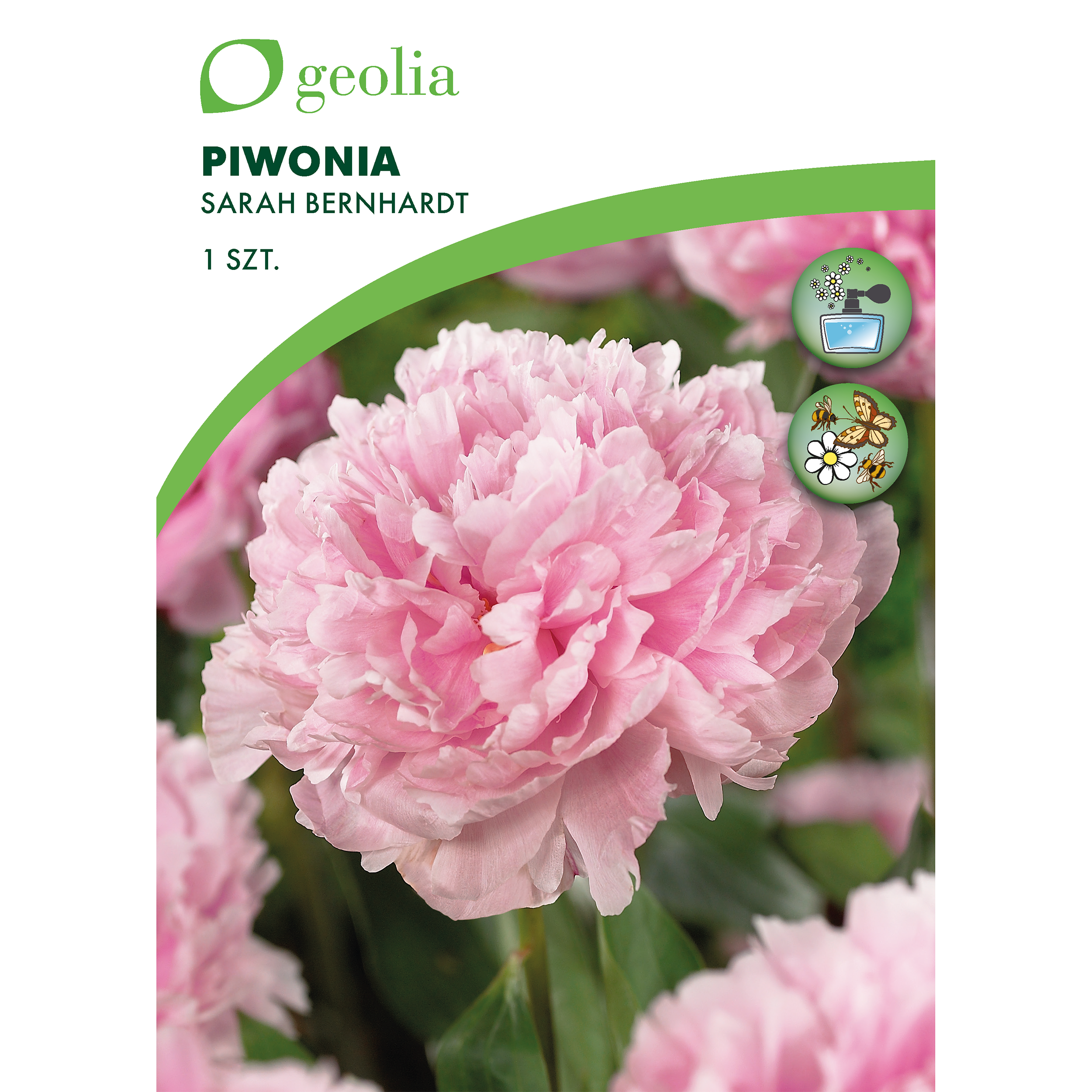 Piwonia Sarah bernhardt 1szt. cebulki kwiatów Geolia