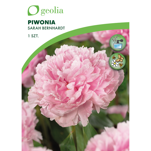 Piwonia Sarah bernhardt 1szt. cebulki kwiatów Geolia