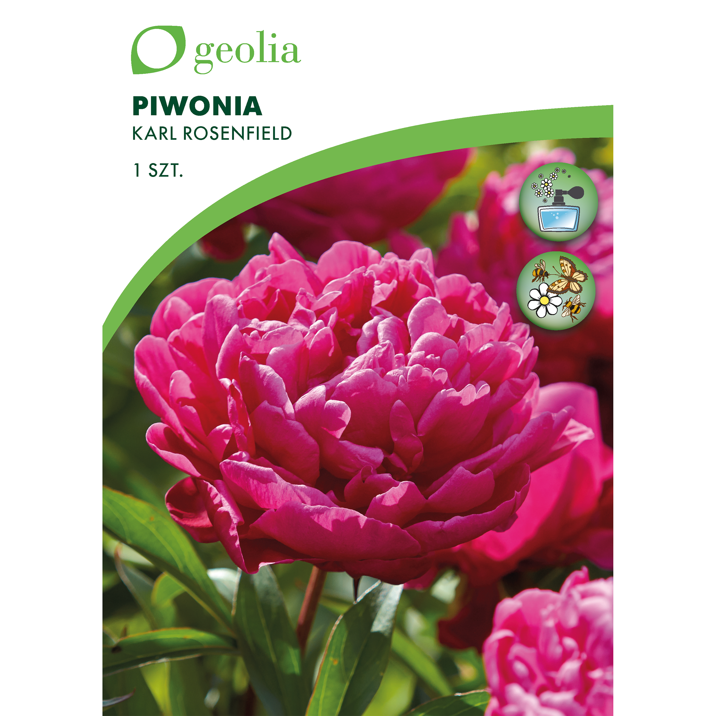 Piwonia Karl Rosenfield 1szt. cebulki kwiatów Geolia