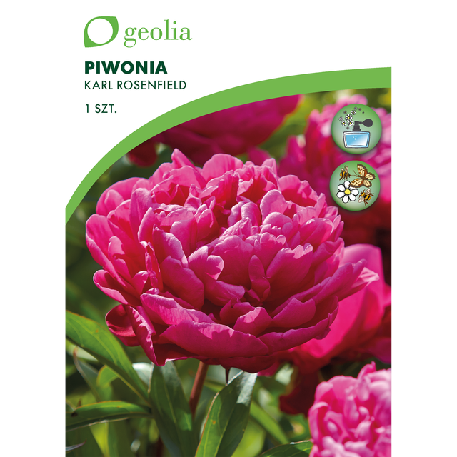 Piwonia Karl Rosenfield 1szt. cebulki kwiatów Geolia