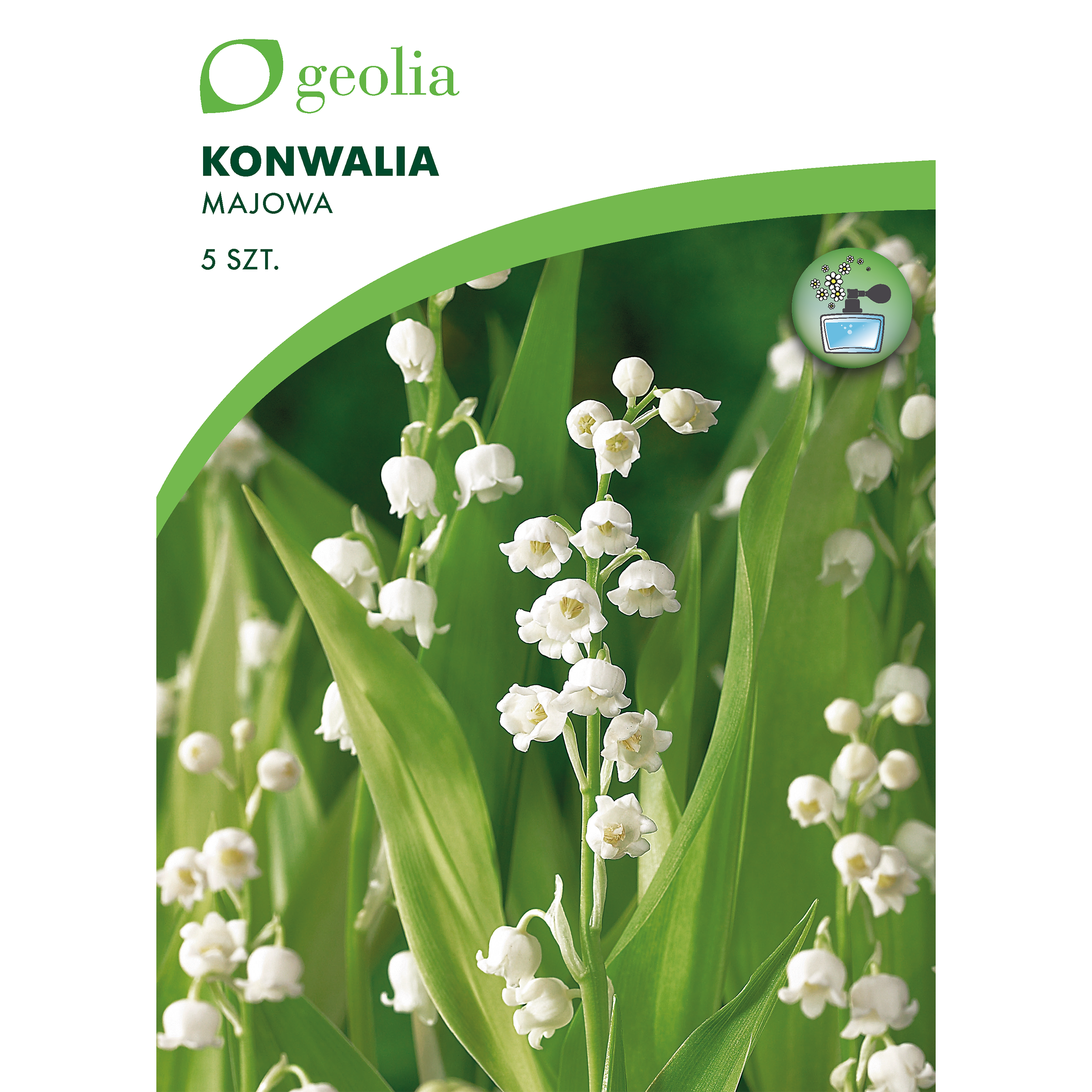 Konwalia majowa 5szt. cebulki kwiatów Geolia