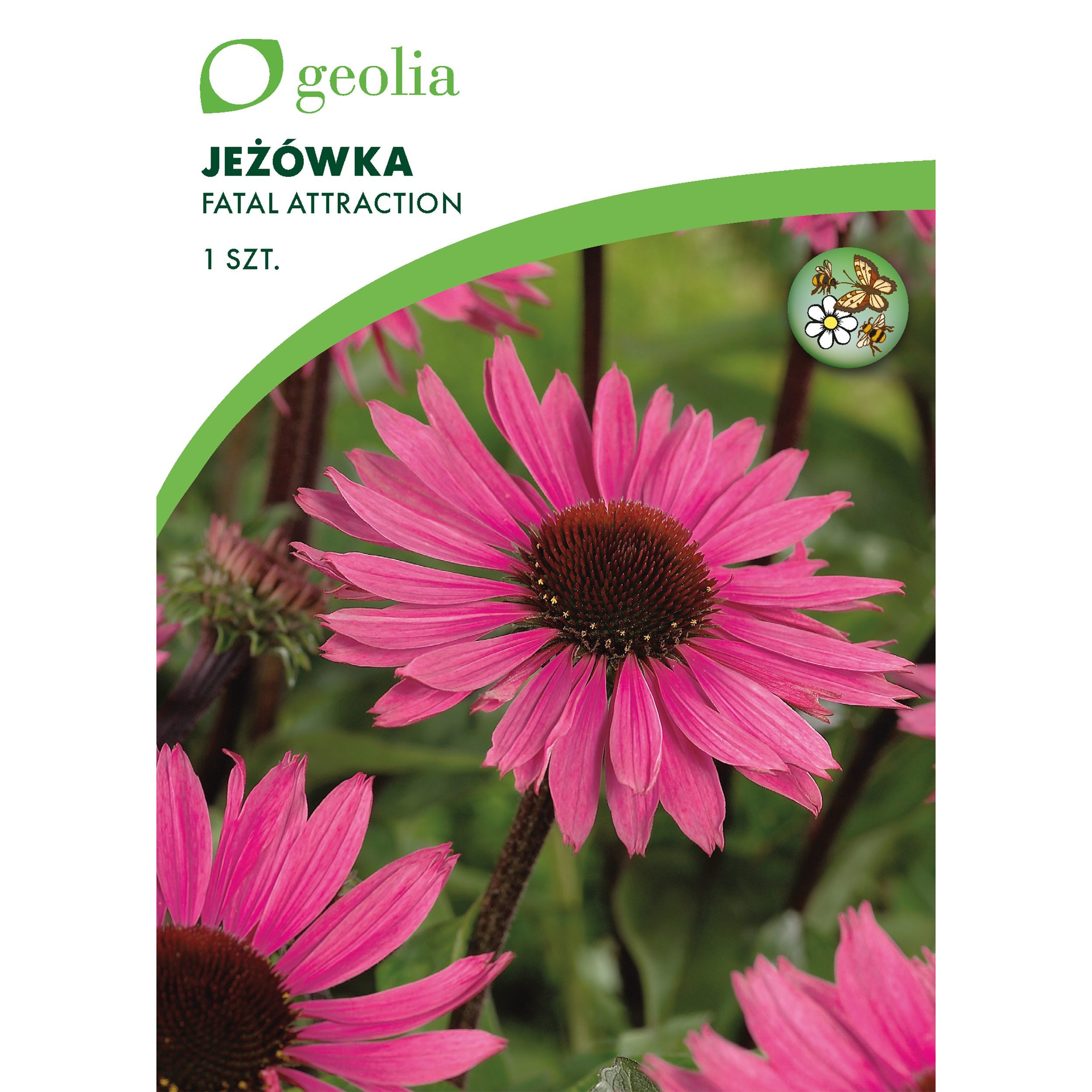 Jeżówka Fatal Attraction 1szt. cebulki kwiatów Geolia