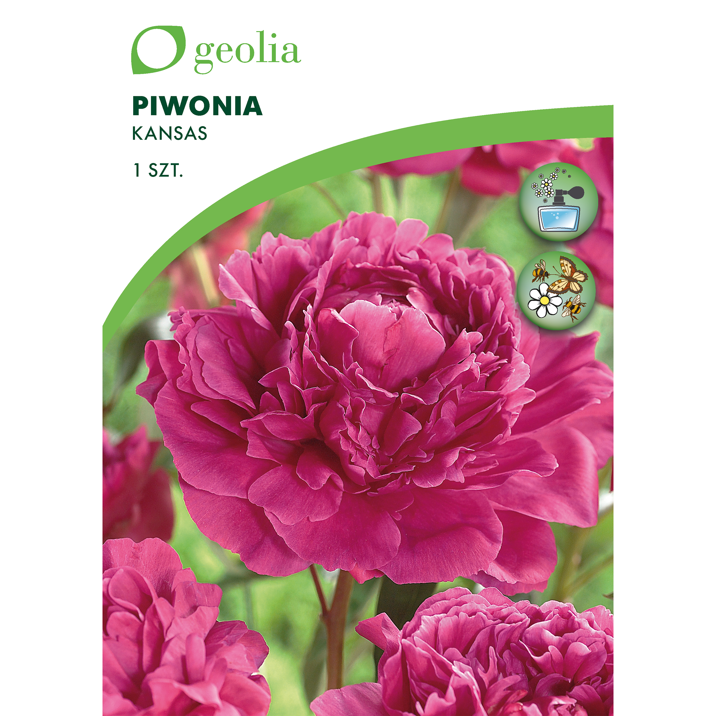 Piwonia Kansas 1szt. cebulki kwiatów Geolia