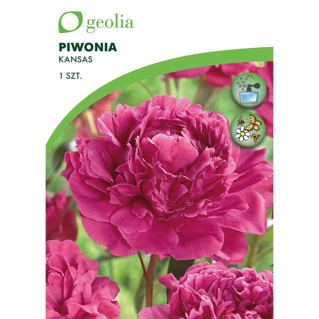 Piwonia Kansas 1szt. cebulki kwiatów Geolia