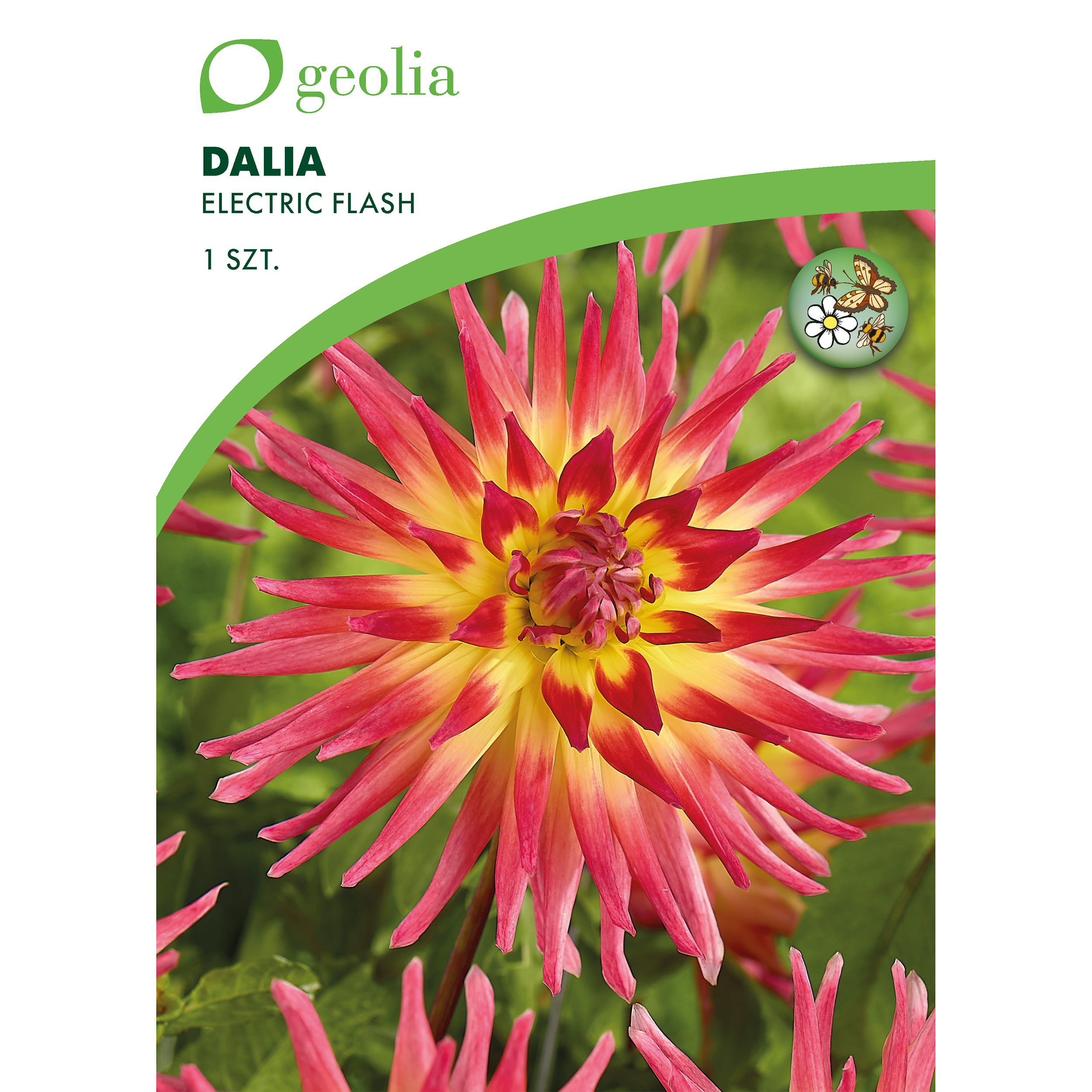 Dalia Electric Flash żółto-różowa 1 szt. cebulki kwiatów Geolia
