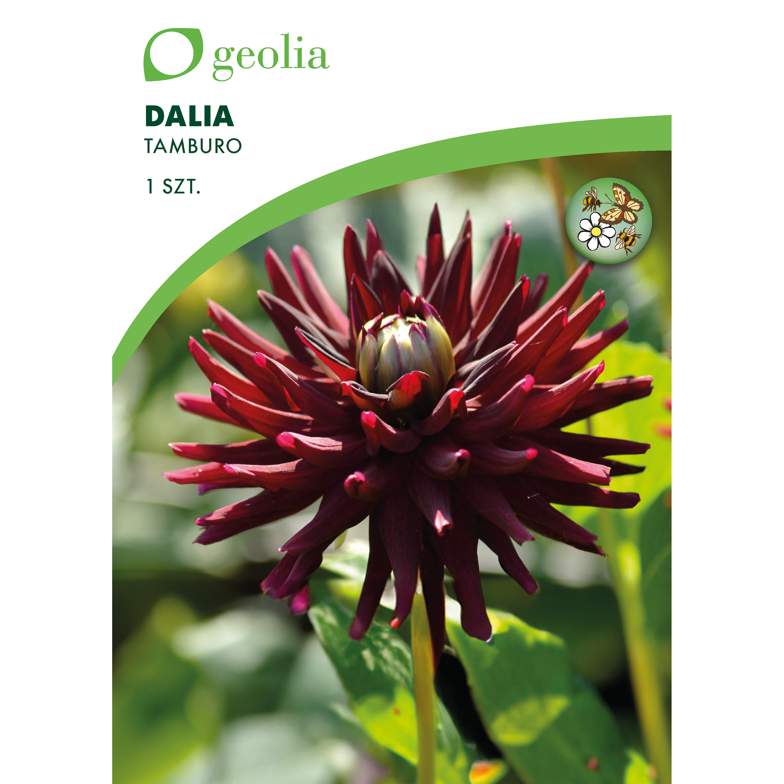 Dalia Tamburo 1 szt. cebulki kwiatów Geolia
