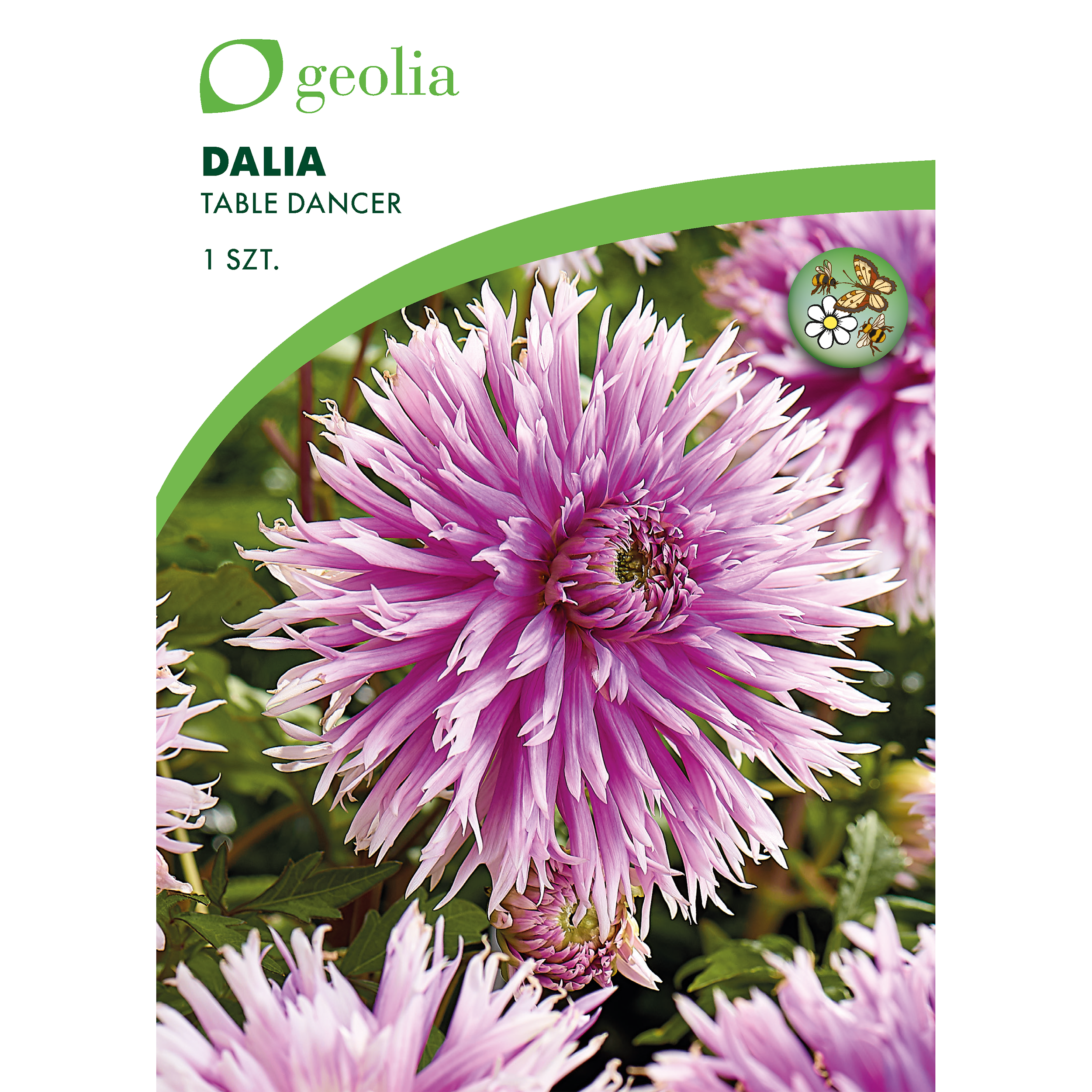 Dalia Table Dancer 1 szt. cebulki kwiatów Geolia
