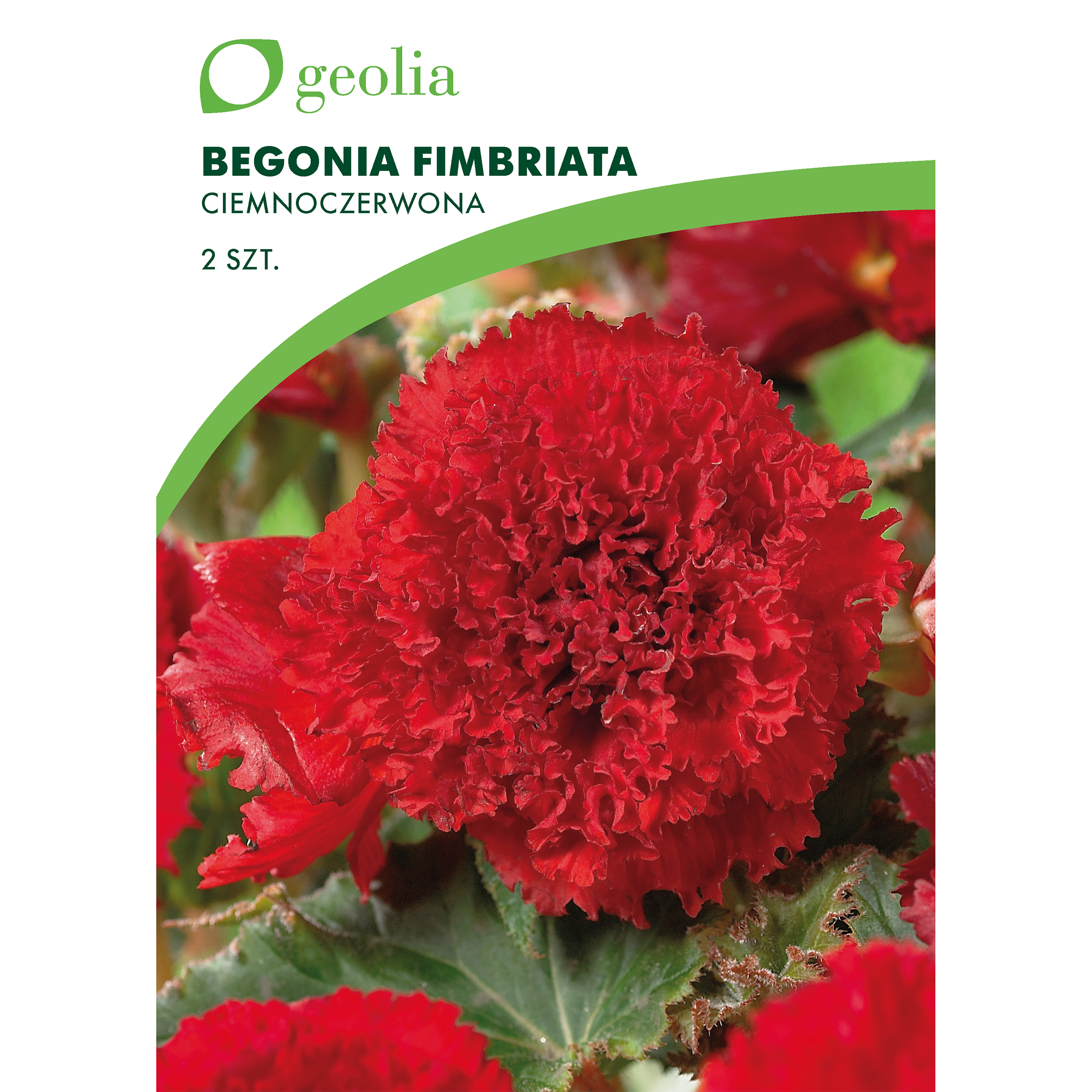 Begonia strzępiasta ciemnoczerwona 2szt. cebulki kwiatów Geolia