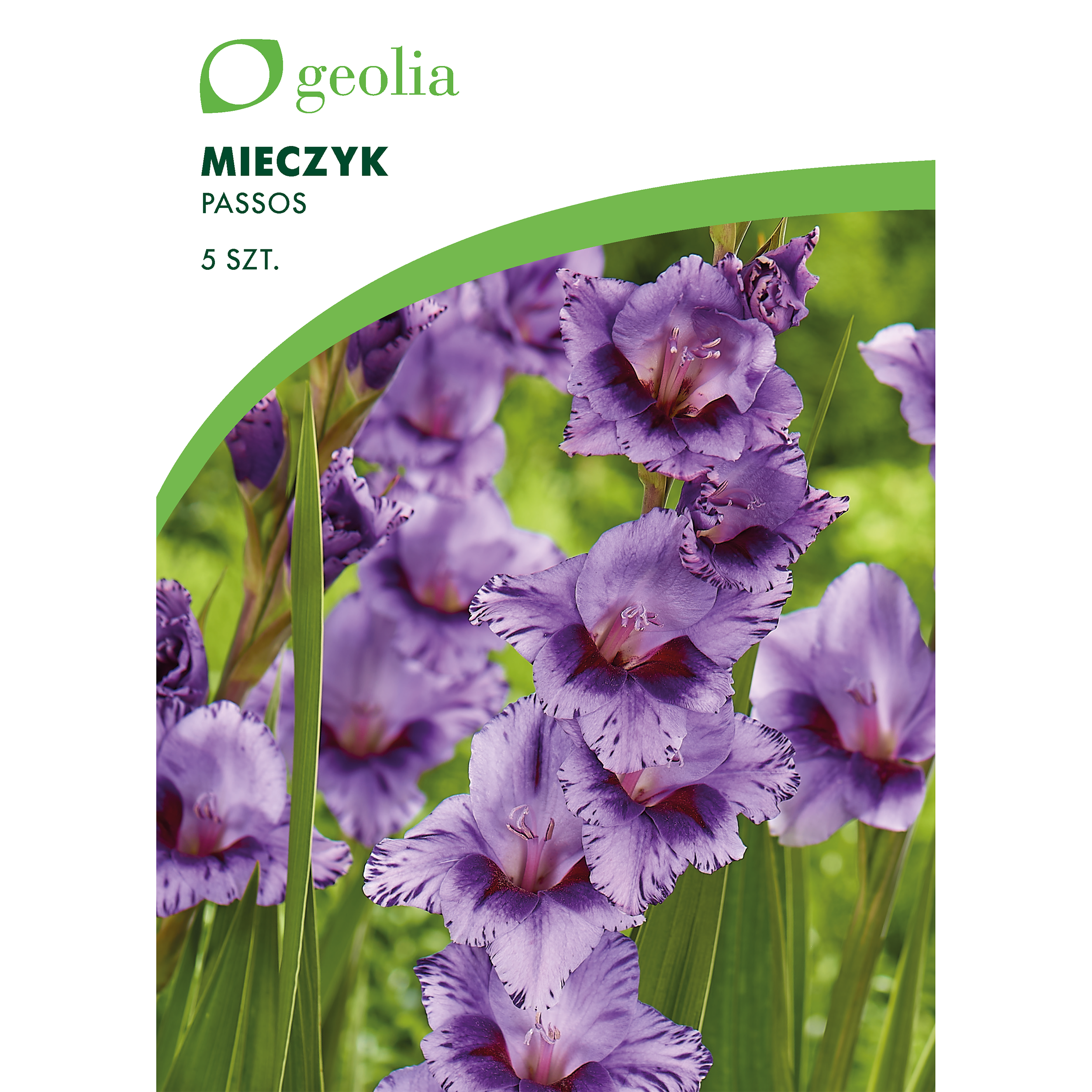 Mieczyk Passos 10/12 5 szt. cebulki kwiatów Geolia