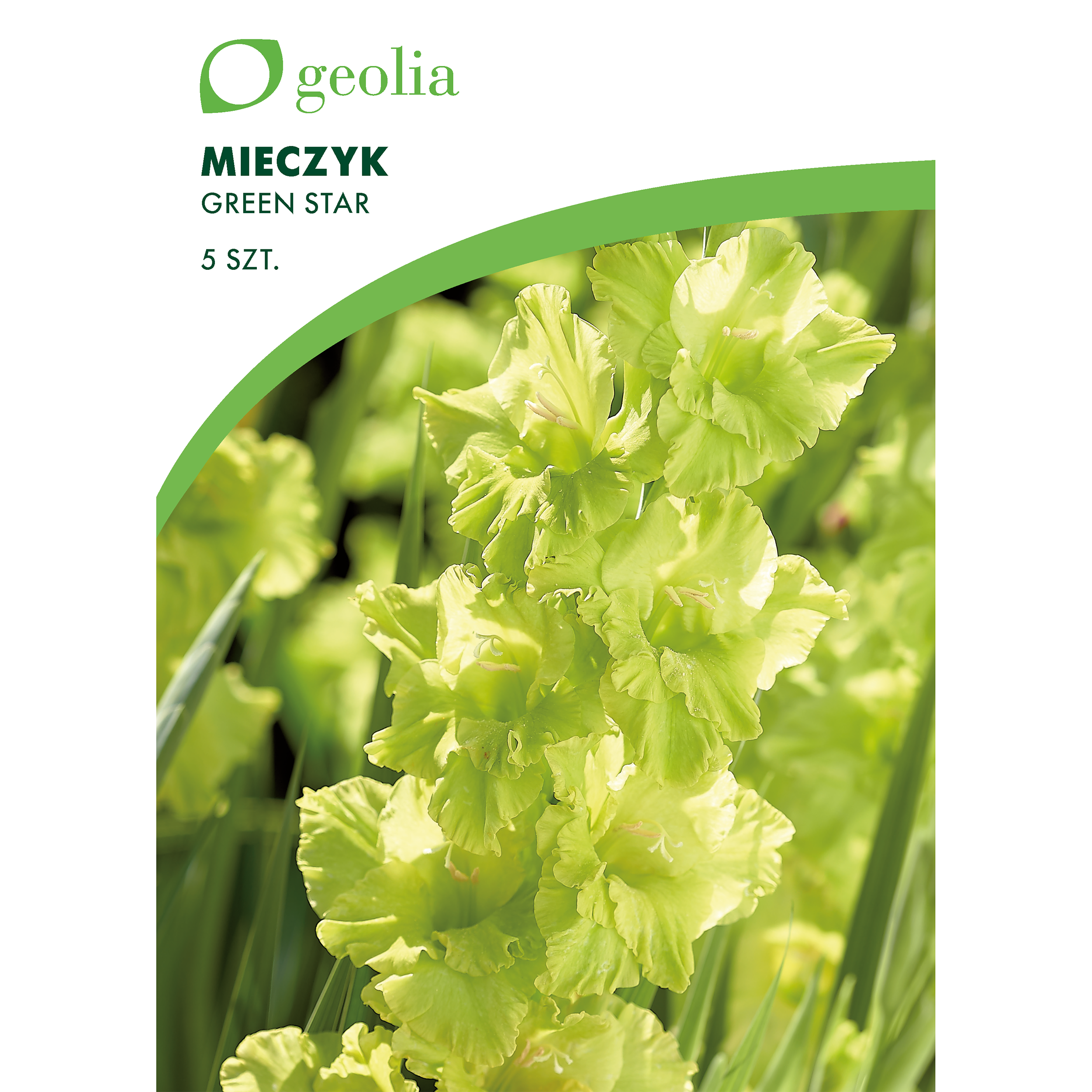 Mieczyk Green Star 10/12 5 szt. cebulki kwiatów Geolia