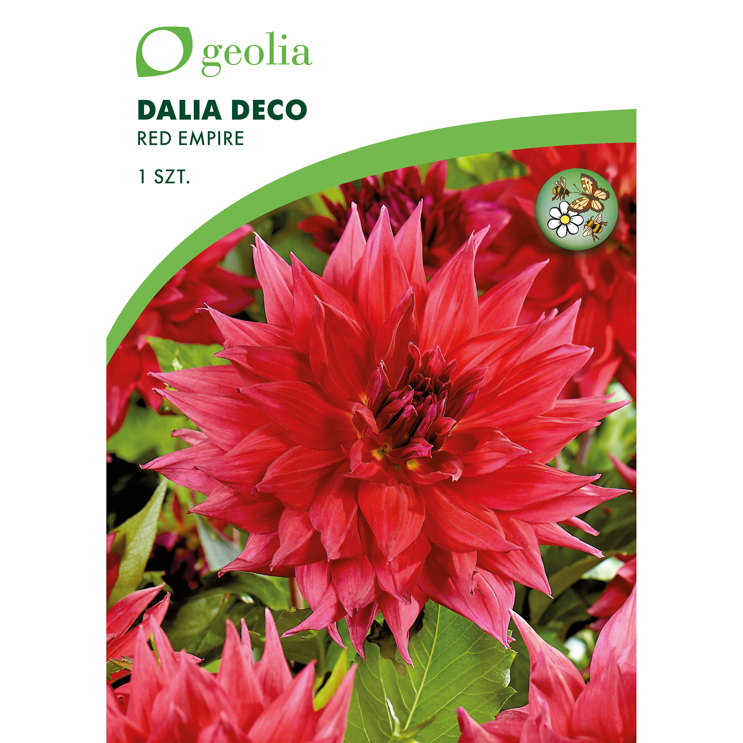 Dalia dekoracyjna Red Empire 1szt. cebulki kwiatów Geolia