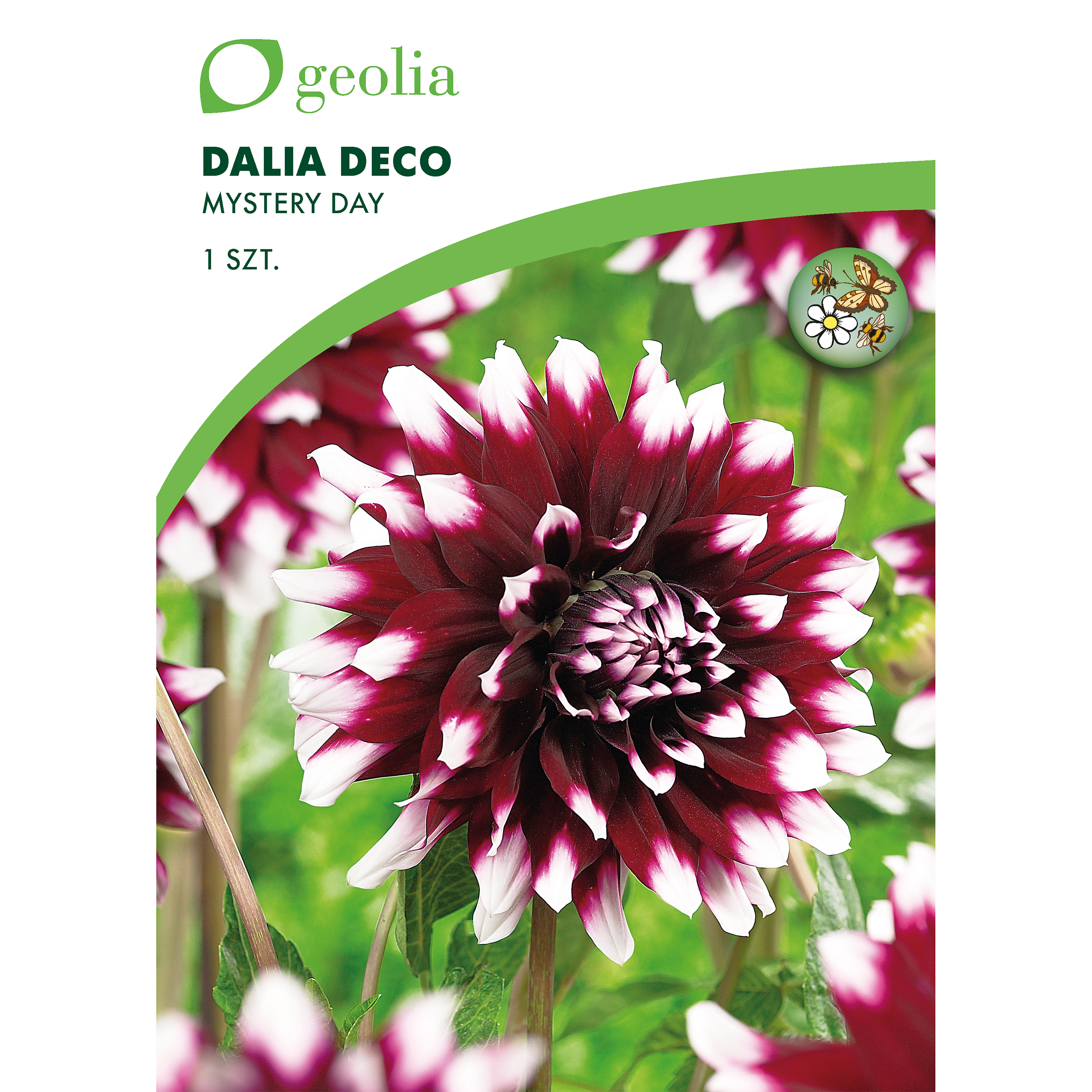 Dalia dekoracyjna Mystery Day 1szt. cebulki kwiatów Geolia