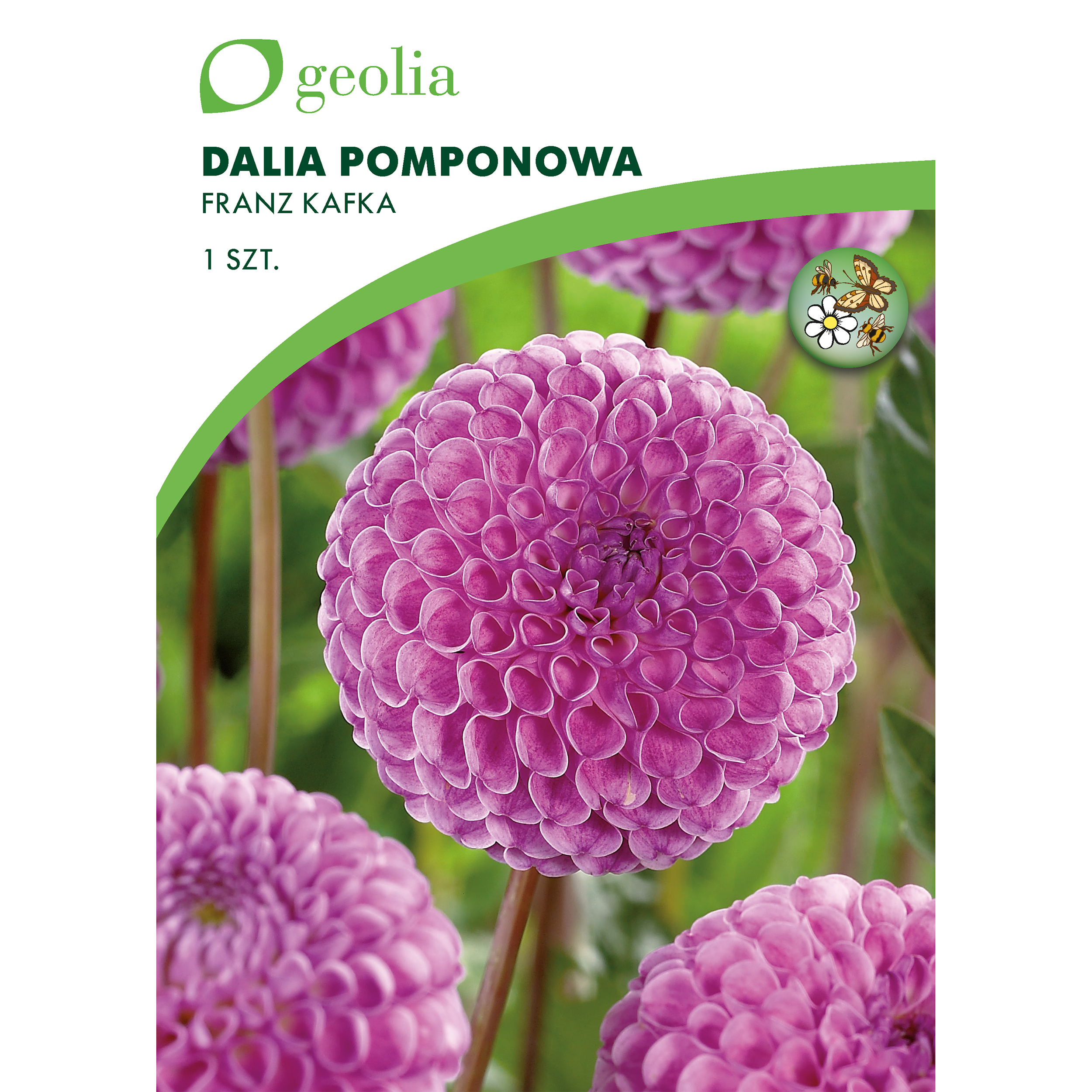 Dalia pomponowa Franz Kafka 1szt. cebulki kwiatów Geolia