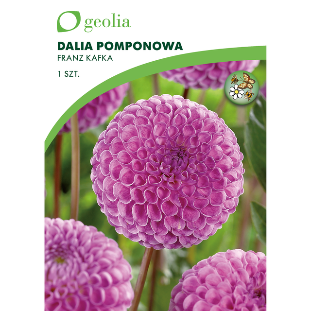 Dalia pomponowa Franz Kafka 1szt. cebulki kwiatów Geolia