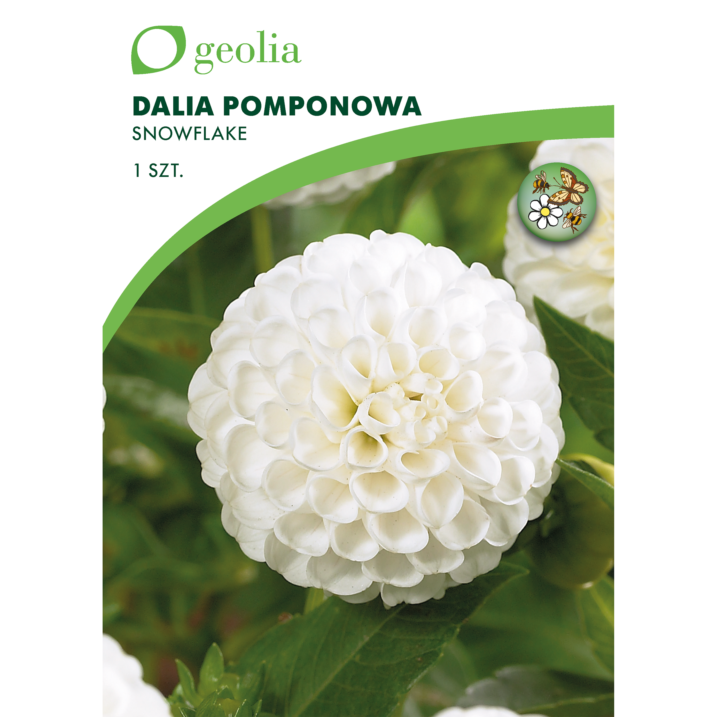 Dalia pomponowa Snowflake 1szt. cebulki kwiatów Geolia
